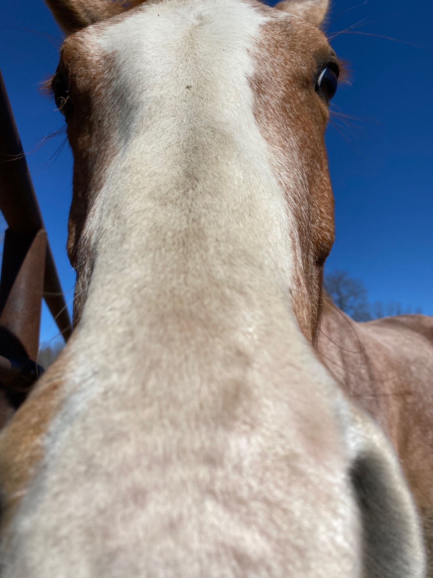 A photo of Strawberry, a red horse going grey with a big blaze and googly eyes, very close and smelling my phone.