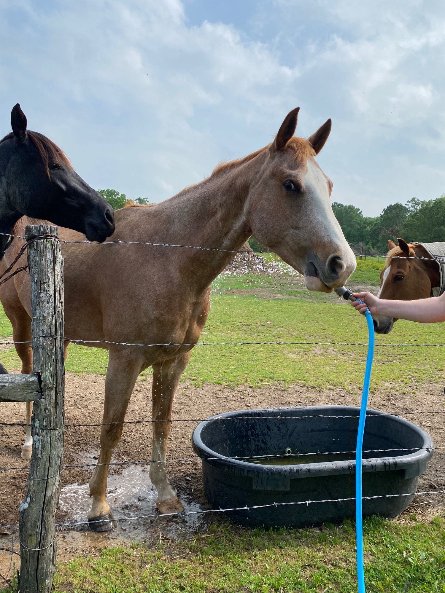 Strawberry, a big weird red horse going gray, standing next to a barbed wire fence and trough while in a big paddock. She's getting sprayed by a blue hose held by a hand mostly off camera. Her head is high but her expression is placid, with bright eyes and forward ears. She's licking and chewing, relieved to be getting cooled off. Two of her friends, Luna and Wildfire, are watching.