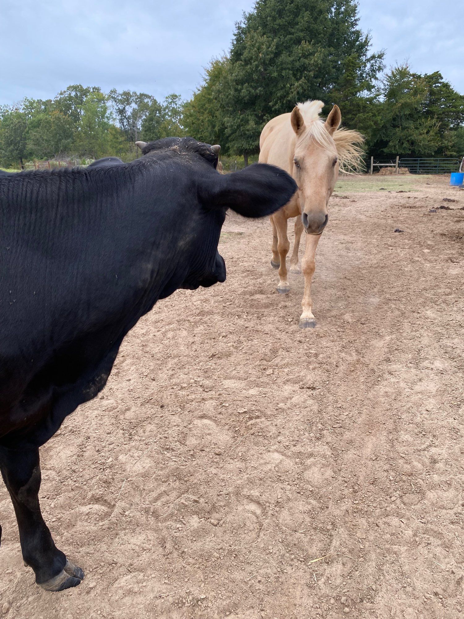 A photo shot over the shoulder of Moodusa, a small black calf with a thick neck, little horns, and big ears, as Mike, a yellow horse with a roached white mane and friendly expression, approaches, firmly secured in the upper third of the photo as per compositional rules. There is no color grading, making it a little bland.