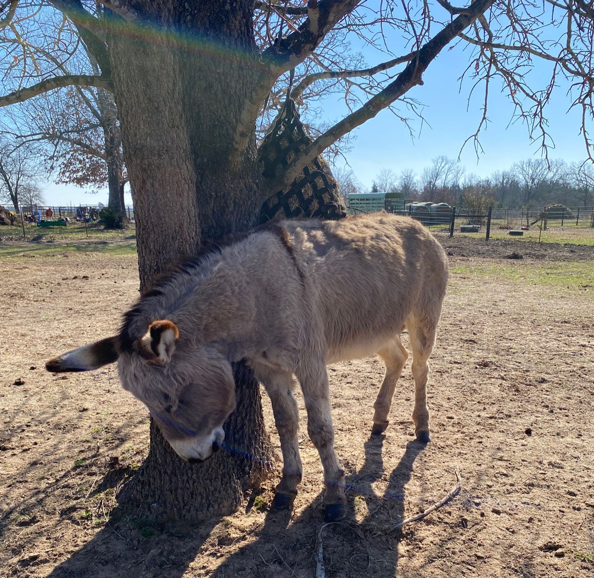 The same little grey donkey with a white muzzle has her back and leg stripes visible. She's stood up now, rubbing her shoulder against a tree with a black hay net hung from it. Her head is down, eyes are closed, and she's having a great time.