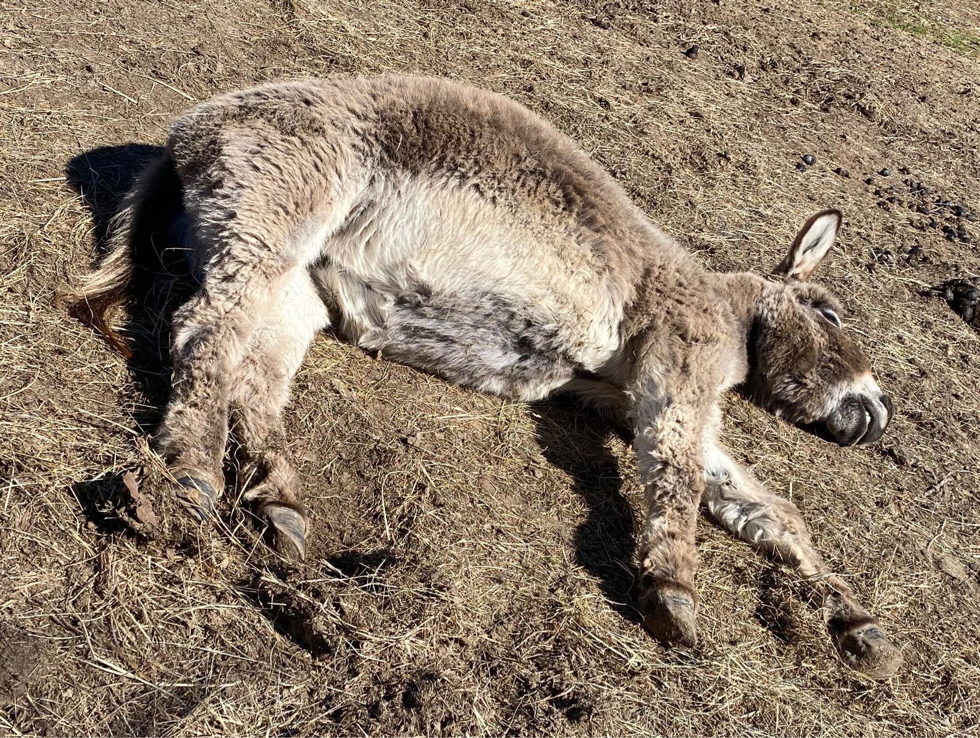 A little fuzzy grey donkey with a white belly and muzzle flopped on her side, flat and asleep, on brown dirt ground.