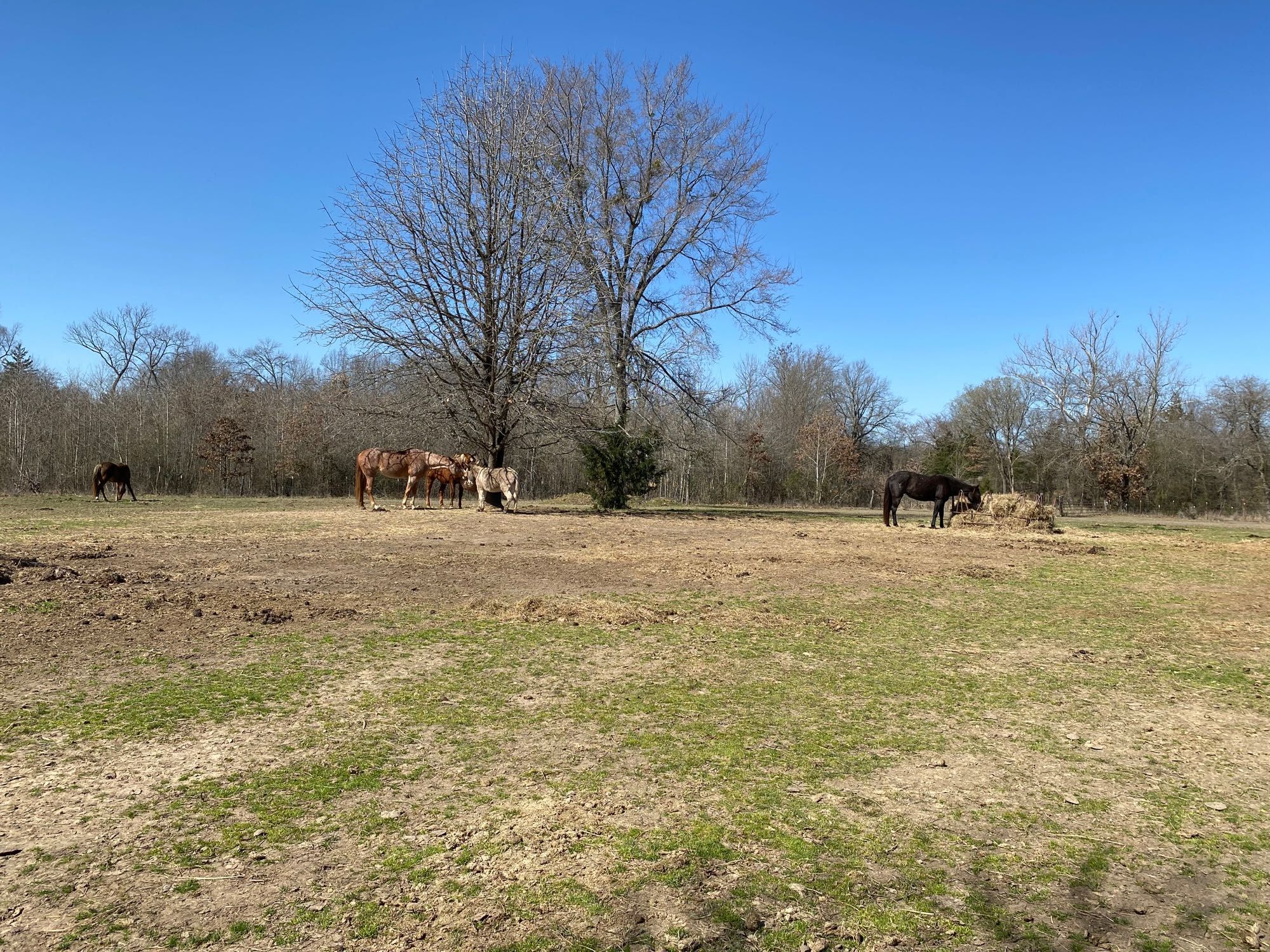 A photo taken with most of the pasture in view. The trees are bare in the distance but the grass is starting to turn green again. There are four horses and one donkey in frame. A dark horse with a light mane is grazing off to the left. Two horses, a pink one named Strawberry and an orange one with a yellow mane named Wildfire, eat from a hay net suspended from a tree alongside a small silvery hued donkey. Off to the right, a blue horse who looks black with a white brand on her rump named Luna eats from a round bale.