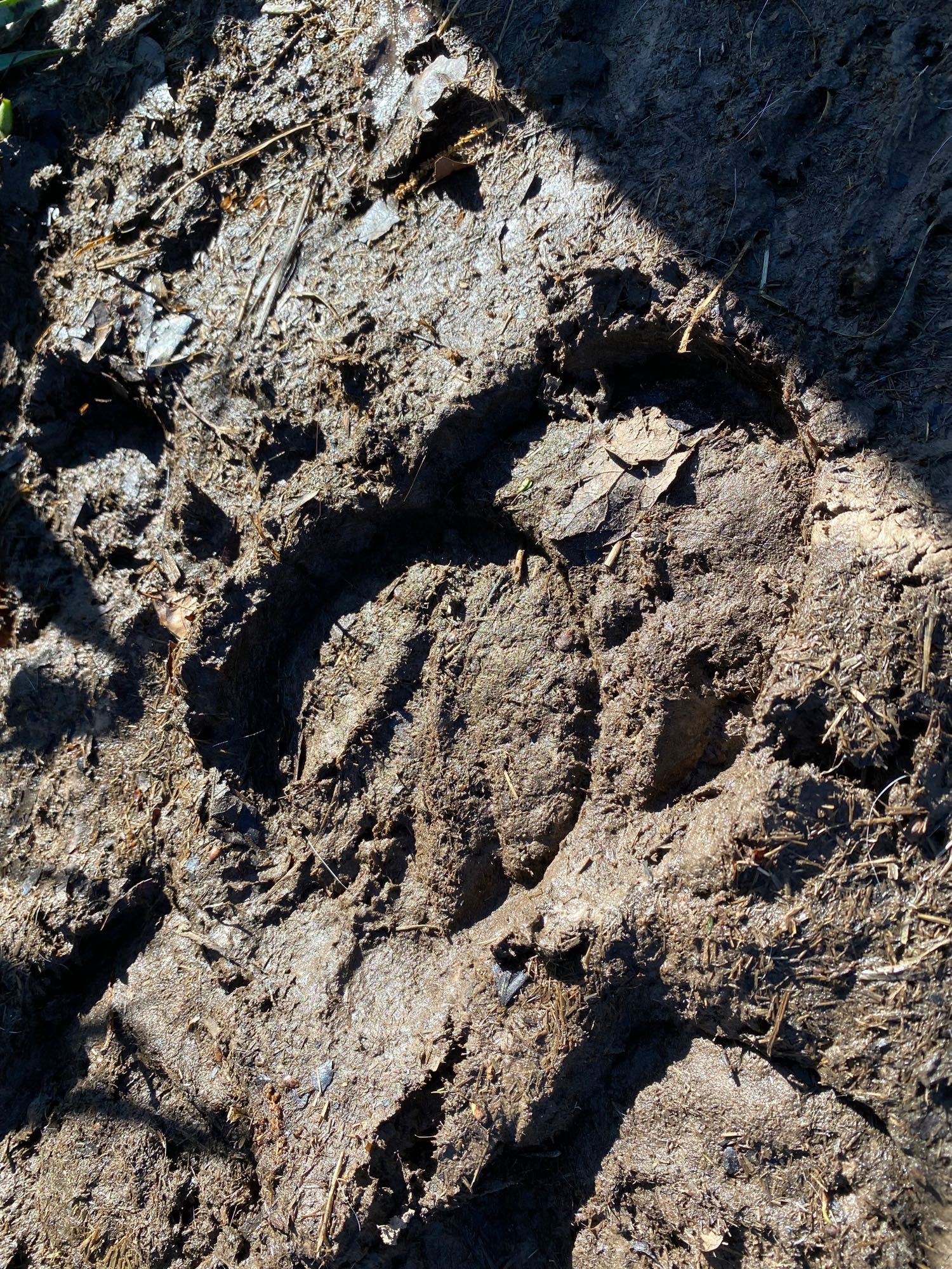 A photo of dark mud with the dramatic late morning light showing a hoof print from a horse. It's almost a complete circle except the frog at the bottom that's shaped like a skinny cartoon heart and points its end towards the direction the horse was walking.