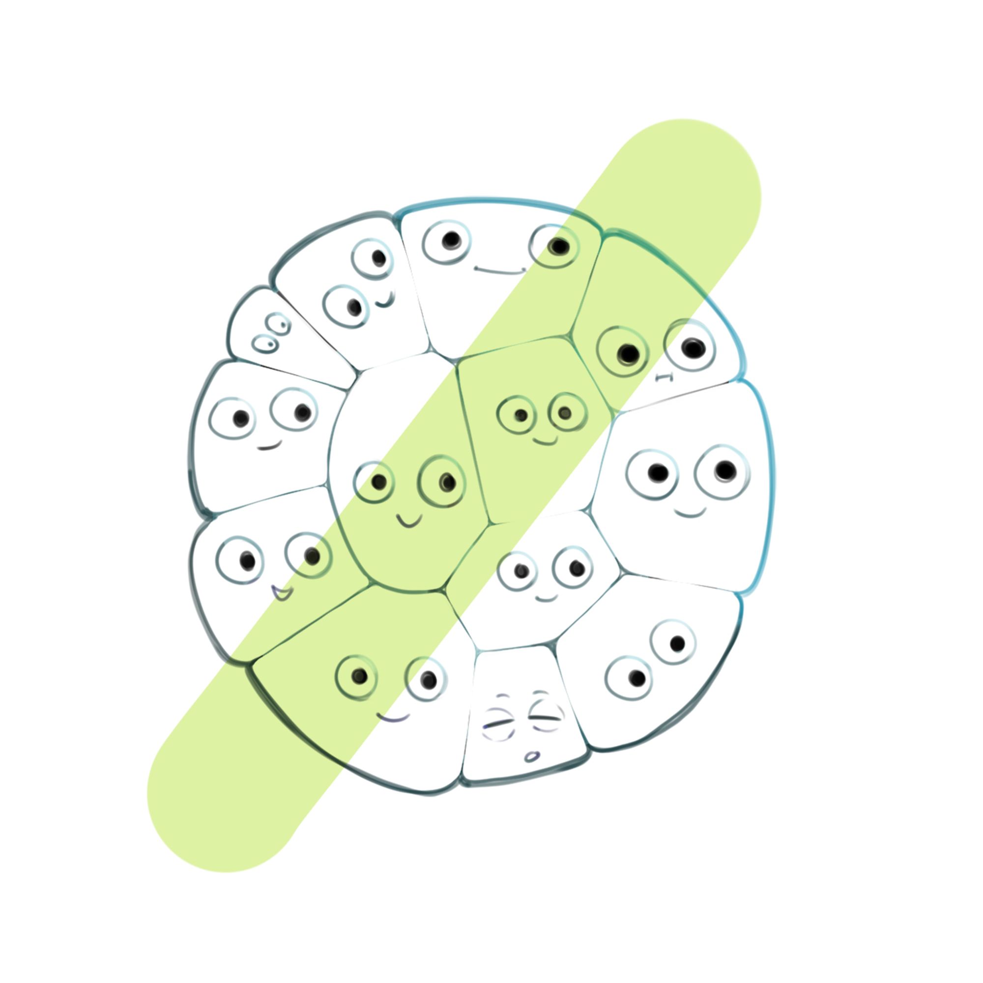 A drawing of a ball of cells with cartoon faces on them. The line art is shaded different colors. Underneath, a green stroke of color runs through the drawing to show the multiply effect.