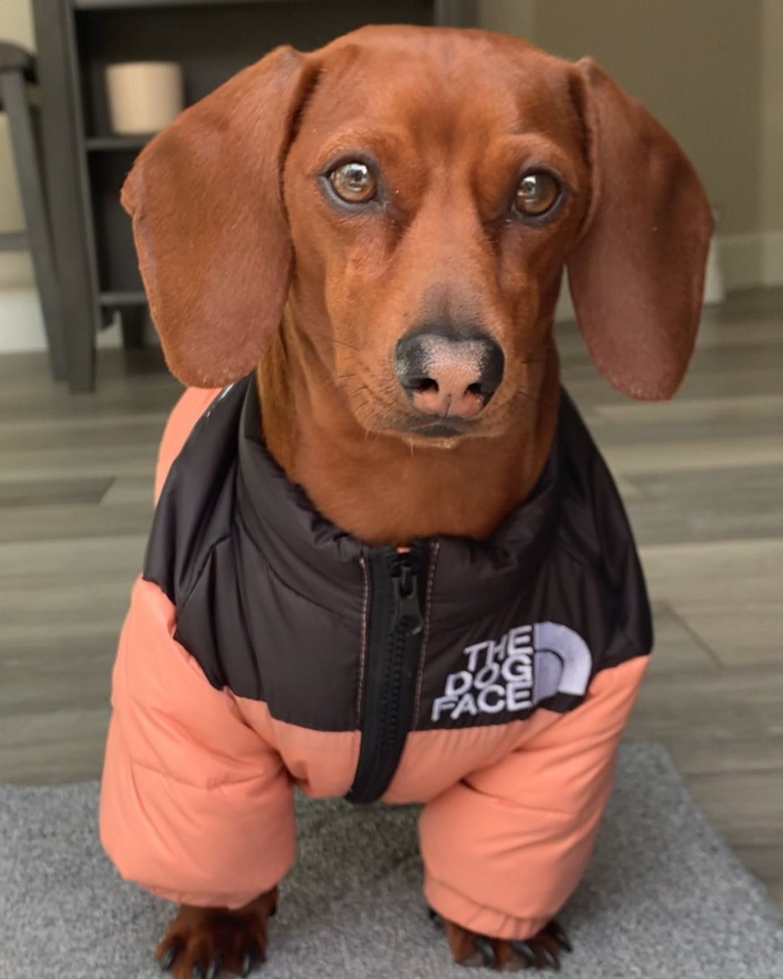 cachorro salsicha marrom vestindo casaquinho de frio metade preto e metade salmão olhando pra foto com o nariguinho preto mas rosadinho no meio