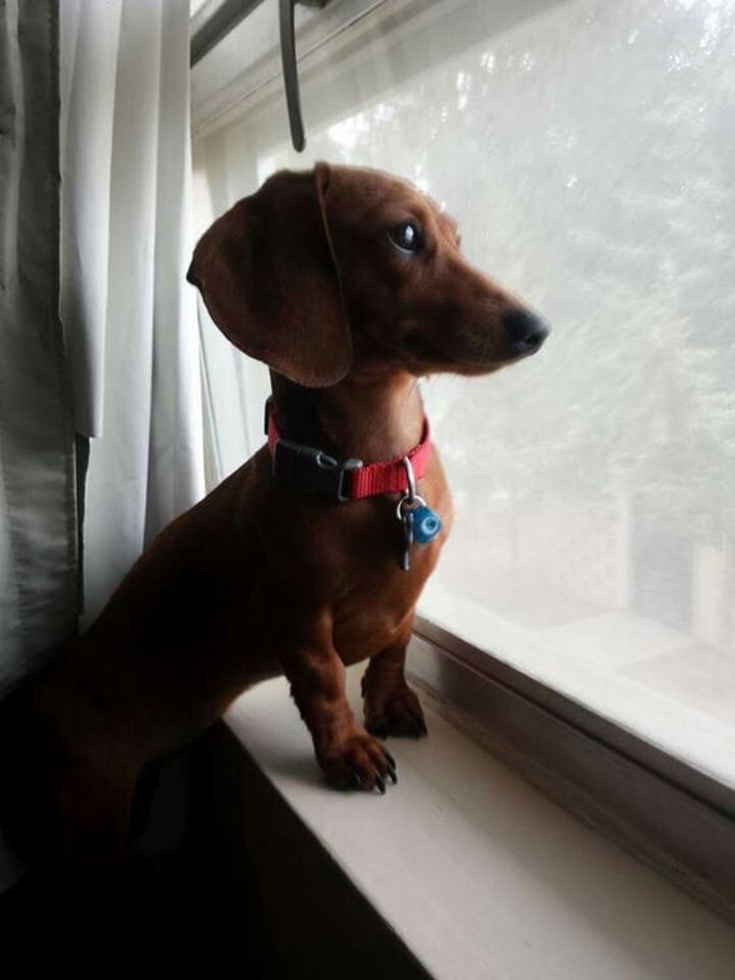 cachorro salsicha marrom chocolate sentado à beira da janela com as patinhas no batente da janela e olhando pra fora através do vidro com cara de pensativo