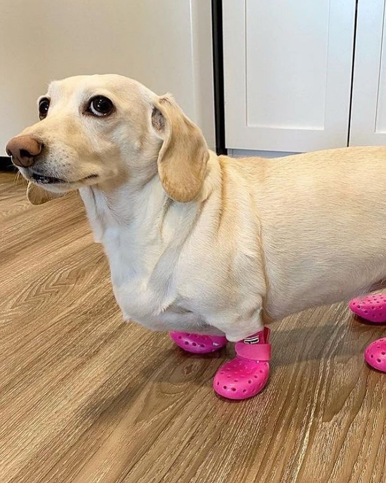 cachorro salsicha branco usando sapatinho rosa em todas as patinhas. Os sapatinhos parecem crocs de cano alto.