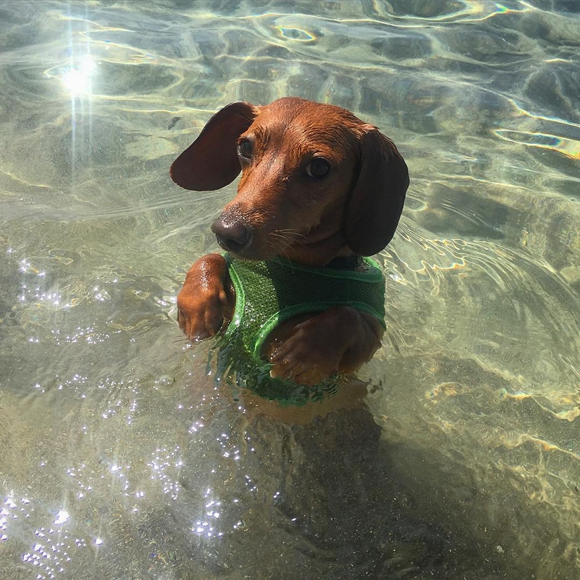 cachorro salsicha marrom caramelo usando um peitoral verde boiando de pezinho no rasinho do mar na praia