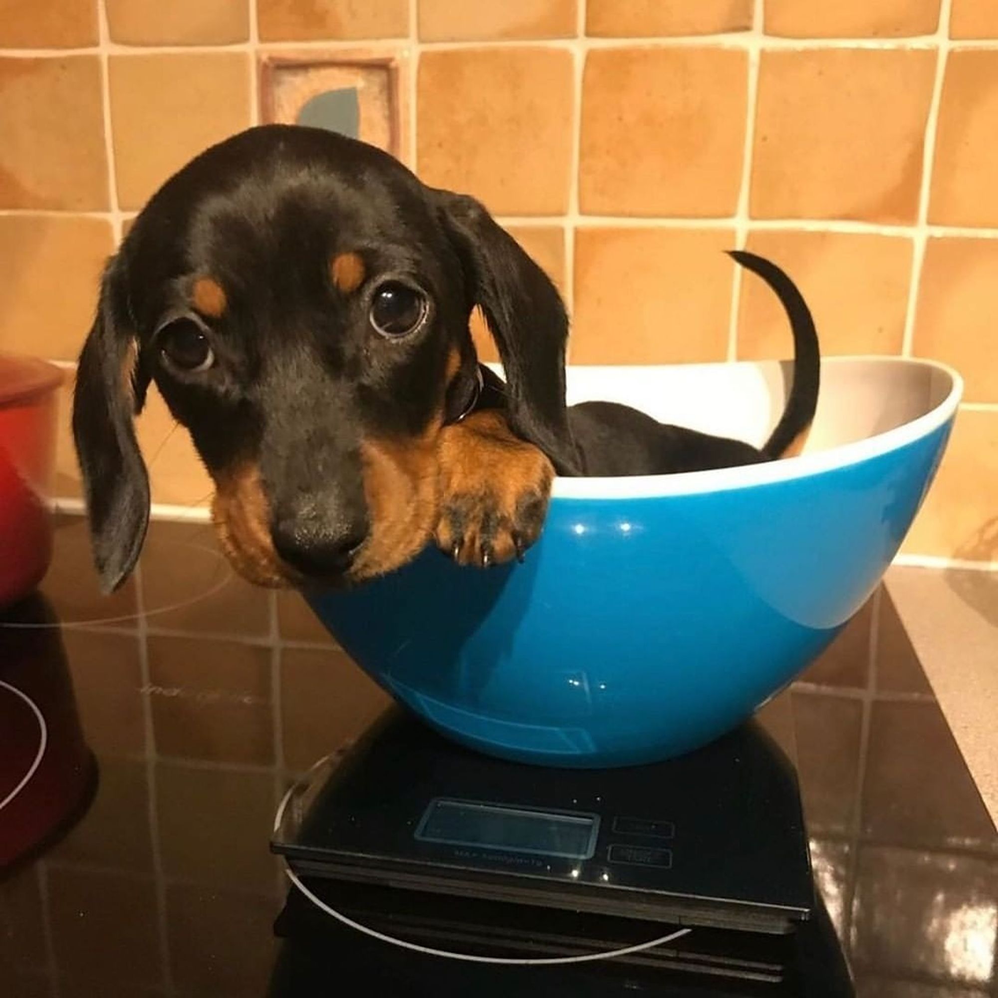 filhote de cachorro salsicha dentro de uma tijela sobre uma balança de cozinha sobre um fogão de indução