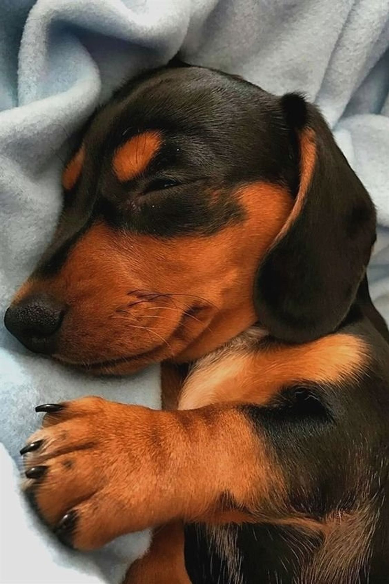 rostinho de um cachorro salsicha preto e marrom dormindo gostoso de ladinho sobre um cobertor azulzinho com a patinha gordinha da frente de ladinho