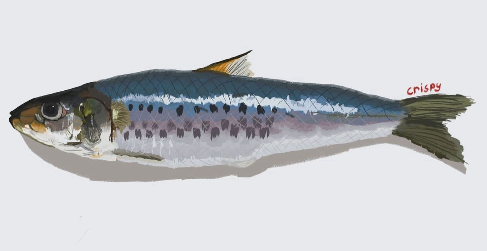 Sardine