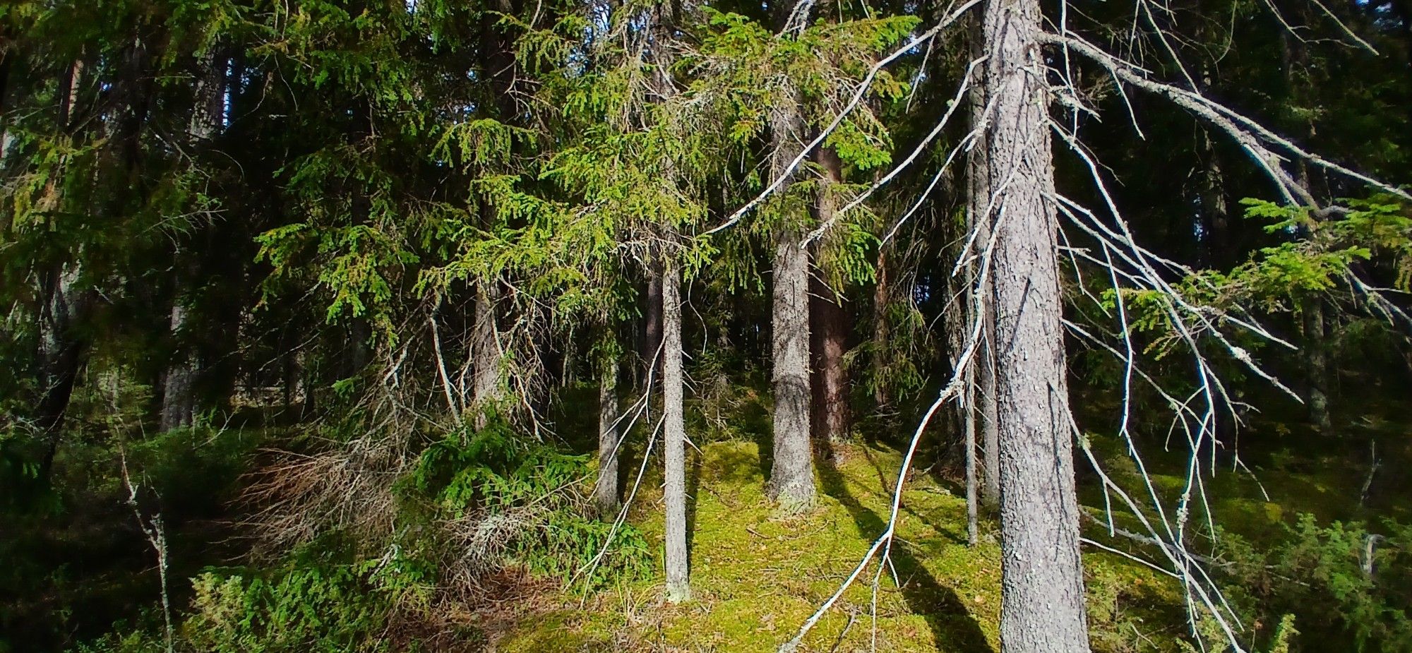 Kuusimetsä, valoa ja varjoa.