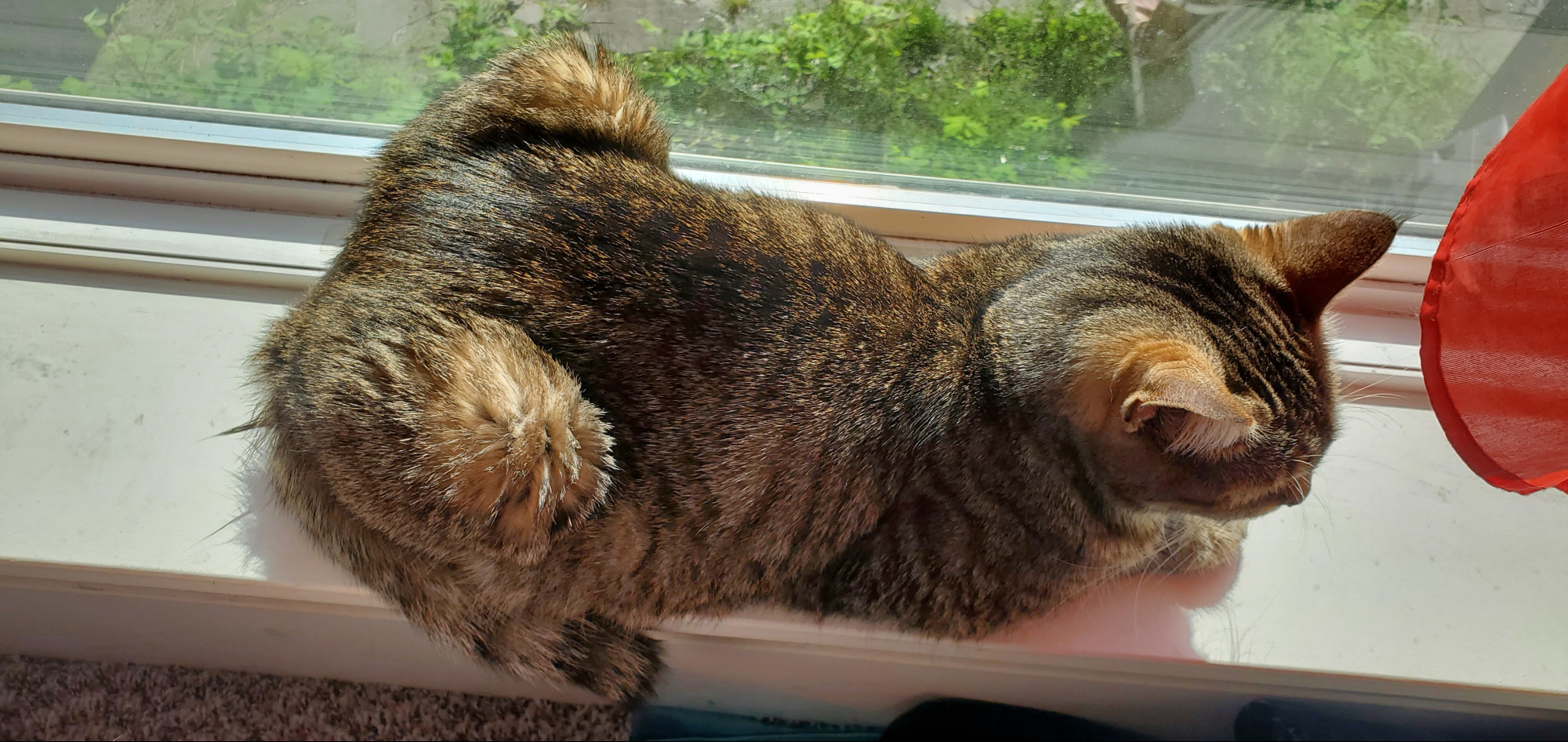 Zoya (a small dark brown tabby cat) loafing on the sunny windowsill. She is holding herself in a tight position so as to not slip off the wide sill despite her tiny size