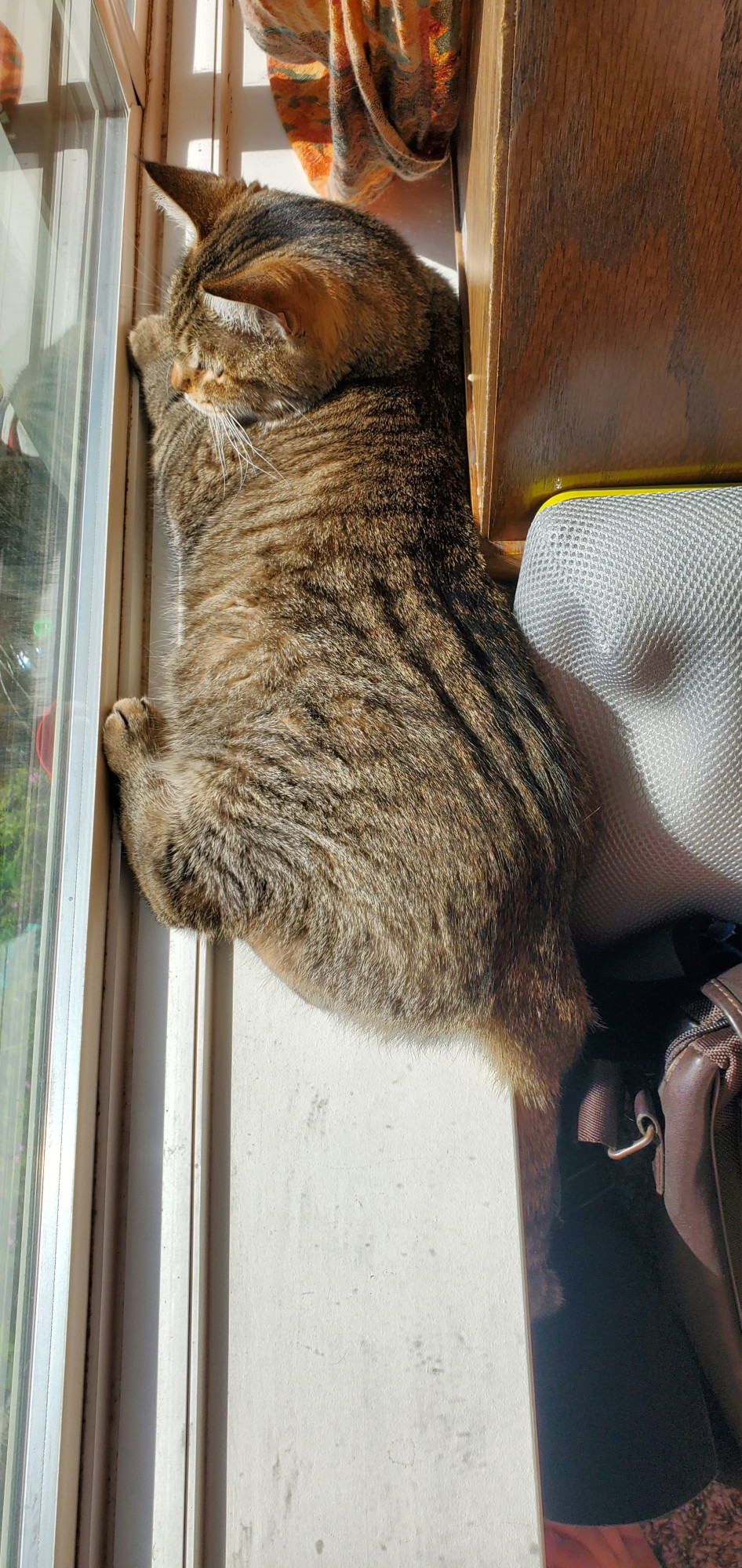 Zoya, again on the sunny windowsill, only moved up so she is wedged between window and furniture. this has to be more comfortable, and clearly preferred over the previous position, because as soon as I moved some things that had fallen off my jewelry box she claimed that space