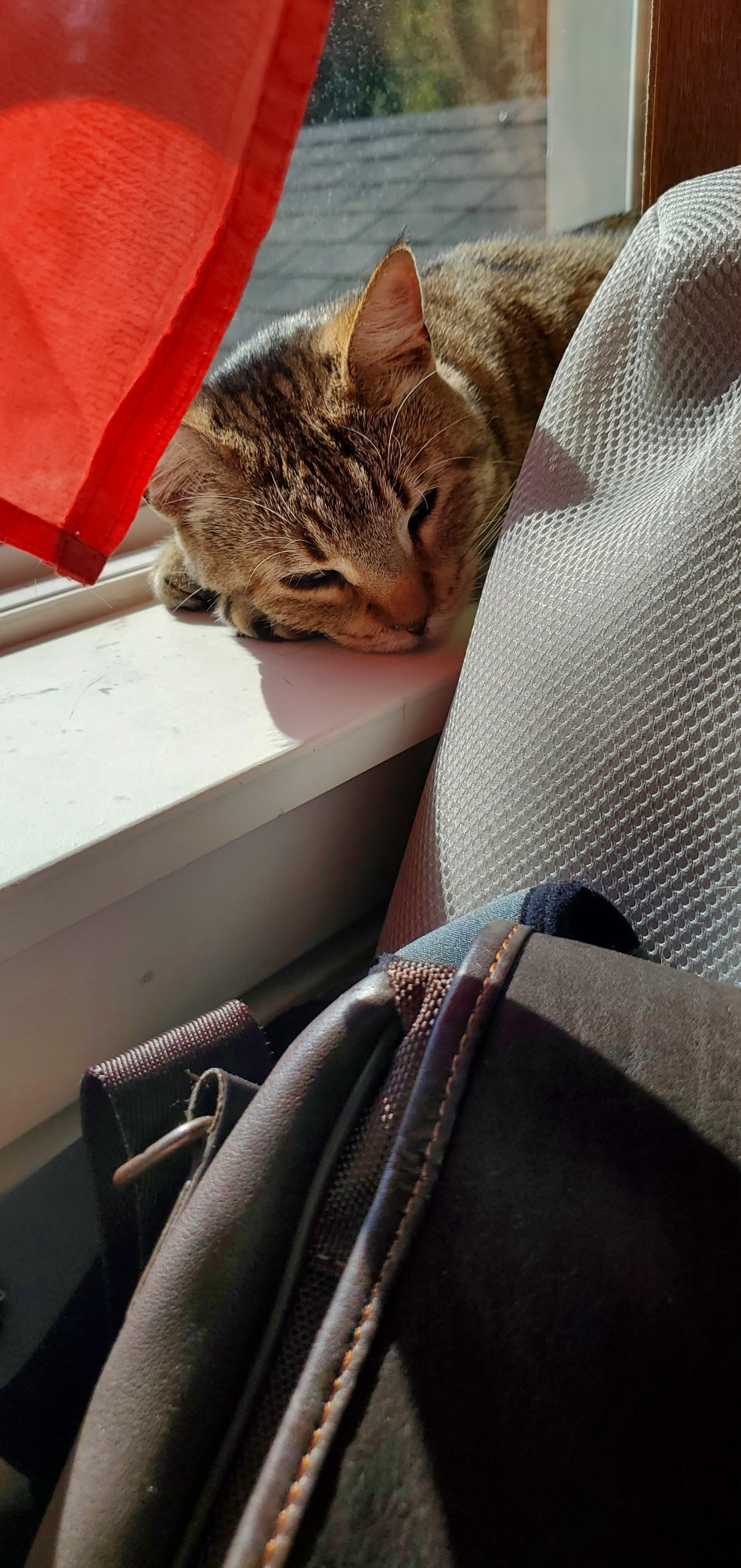 Zoya Meowsyalinski, all tucked up for a nice sunnywarm snooze