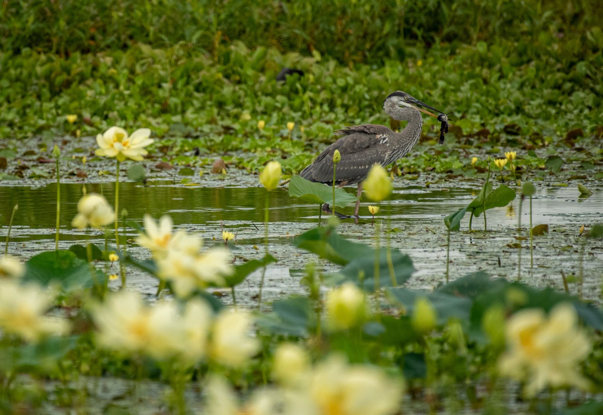 a large wading bird is standing in a shallow pond with a fish int its mouth surrounded by vegetation including a field of yellow lotus flowers on long stalks