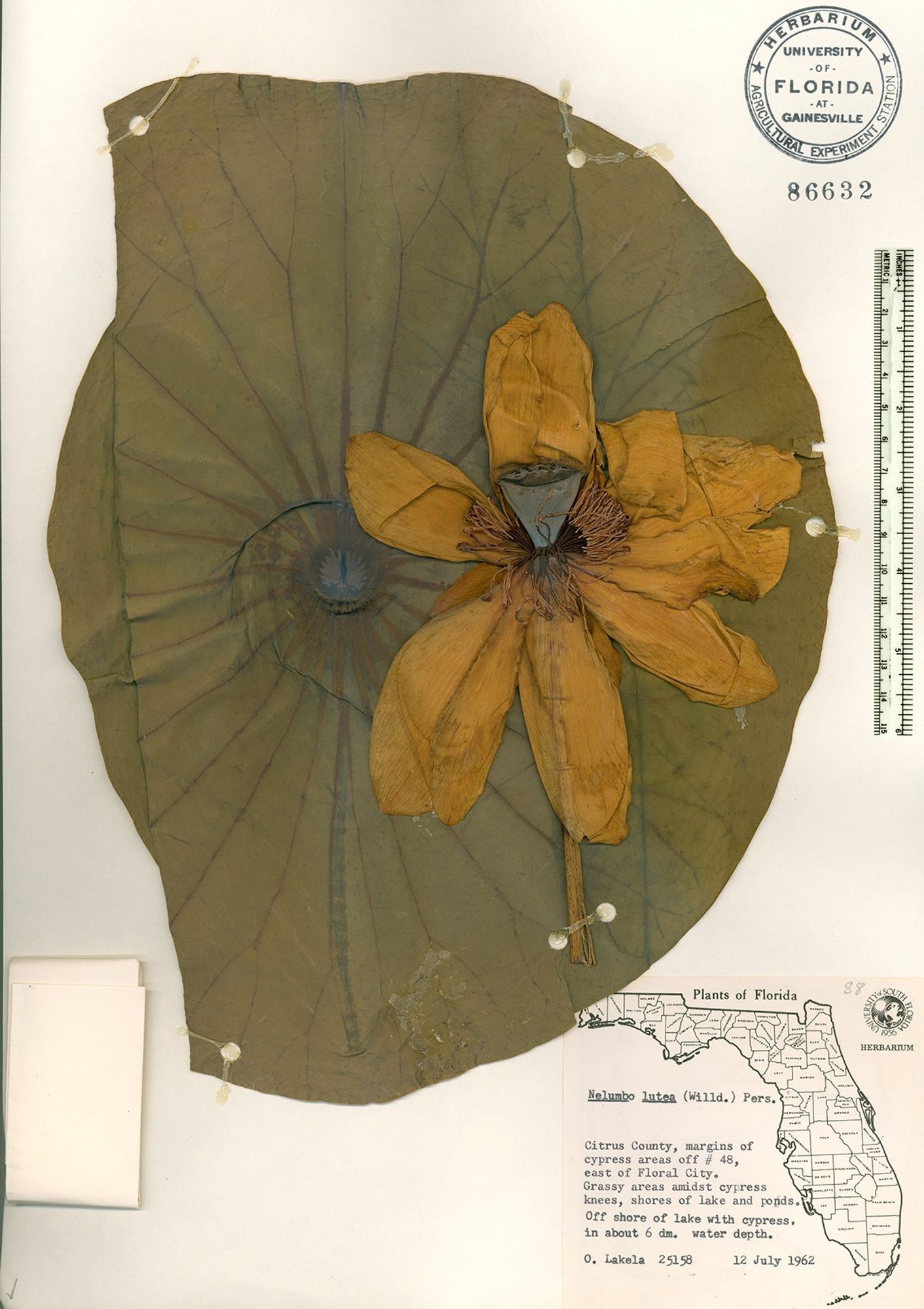 a large sheet card with a flower with a conical center and seven large oval leaves flattened atop a large circular leaf folded carefully and pressed to the page, with a color chart and scale and information label on the sides