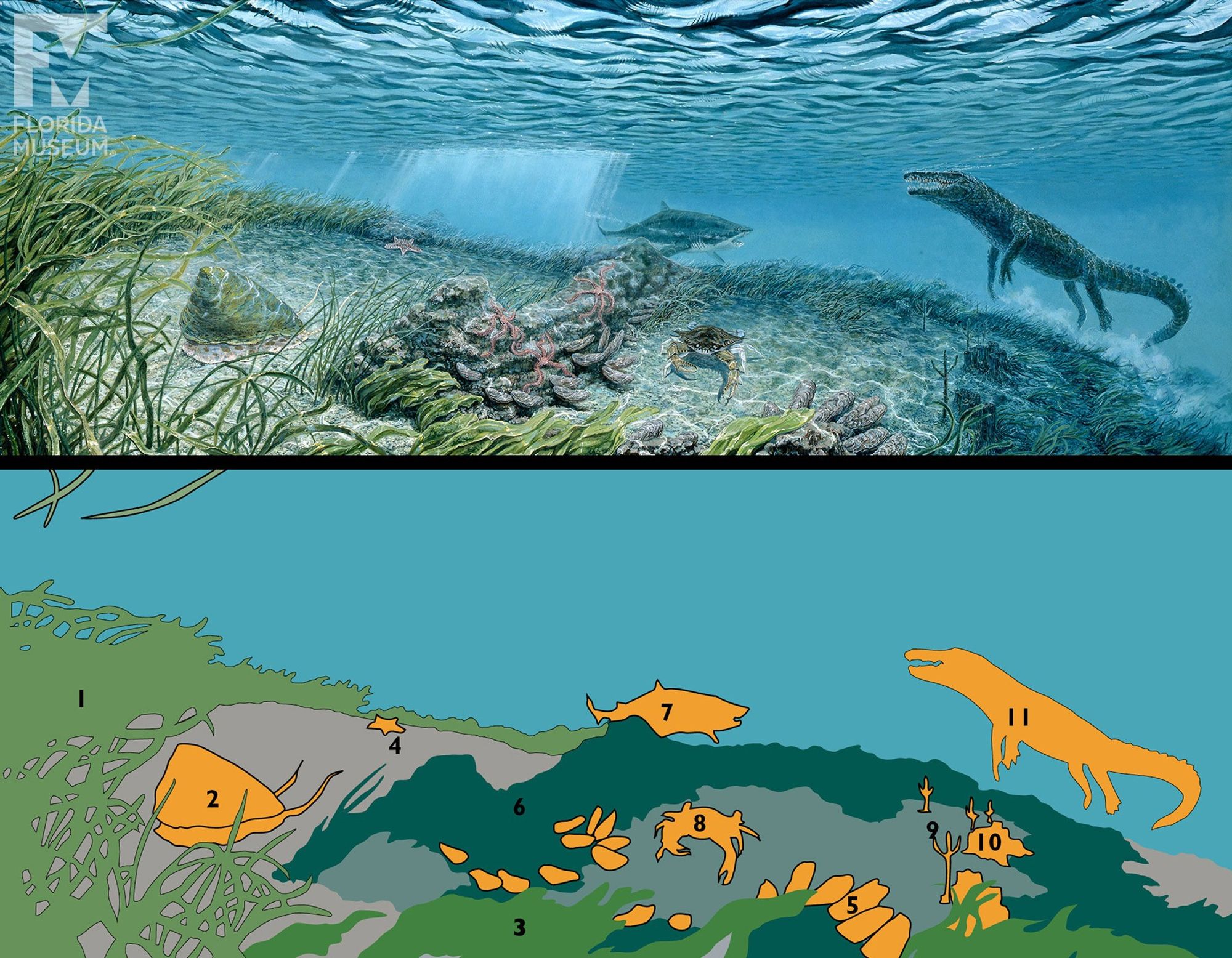 a painting of an under water scene featuring a swimming crocodile, shark and many shells and sea grass, and below that is an outlined, numbered key of the plants and animals in the painting that matches the text of the social post