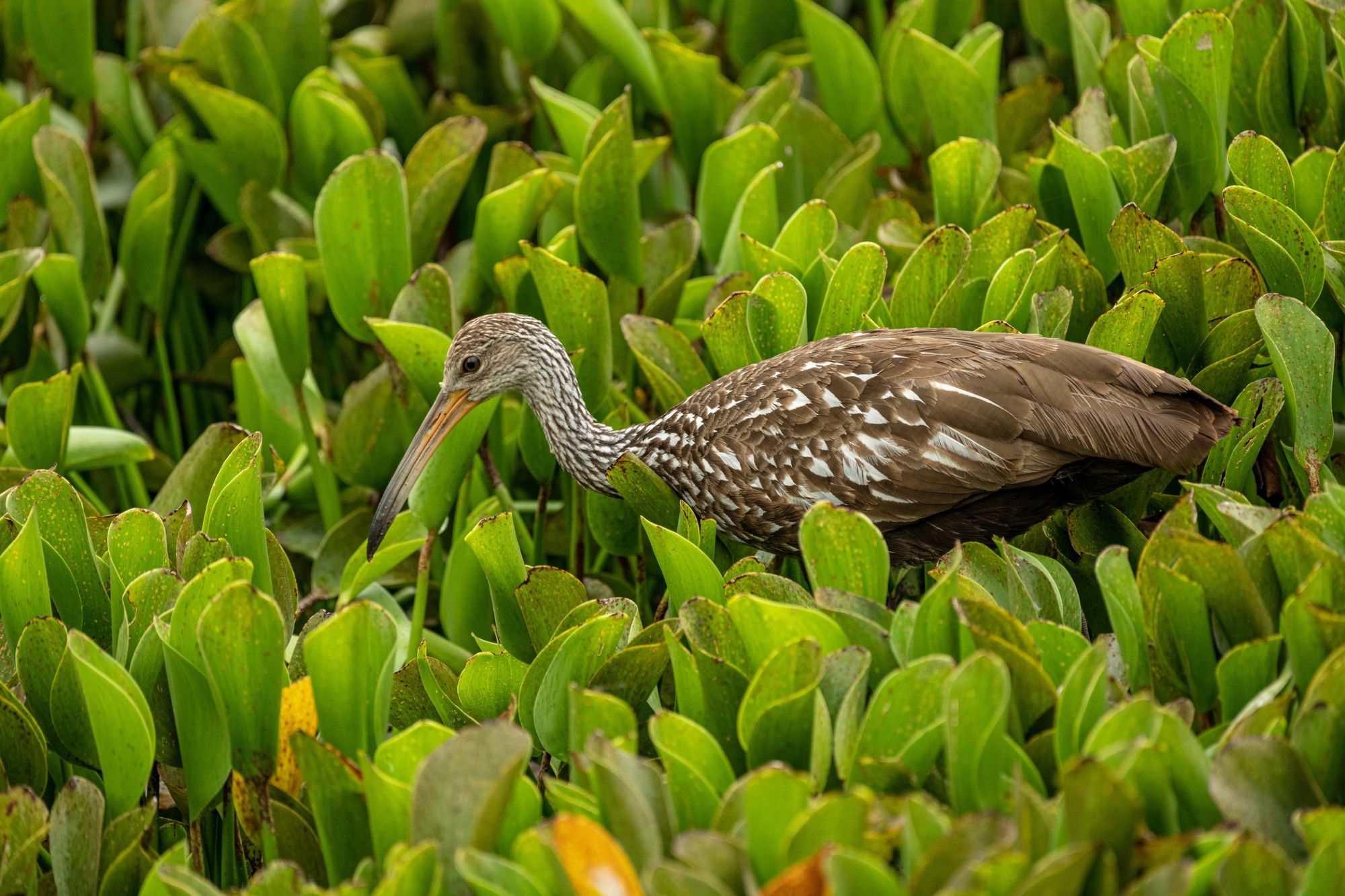 a brown bird with a very long beak is wading through thick aquatic foliage