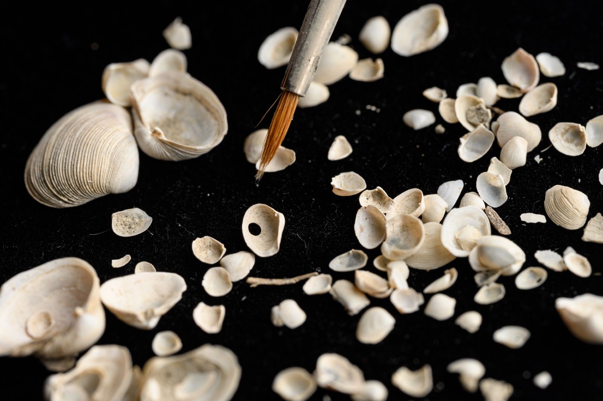 close up of dozens of tiny clam shells and fragments scattered on a dark surface with the tip of a hairy paintbrush touching one carefully