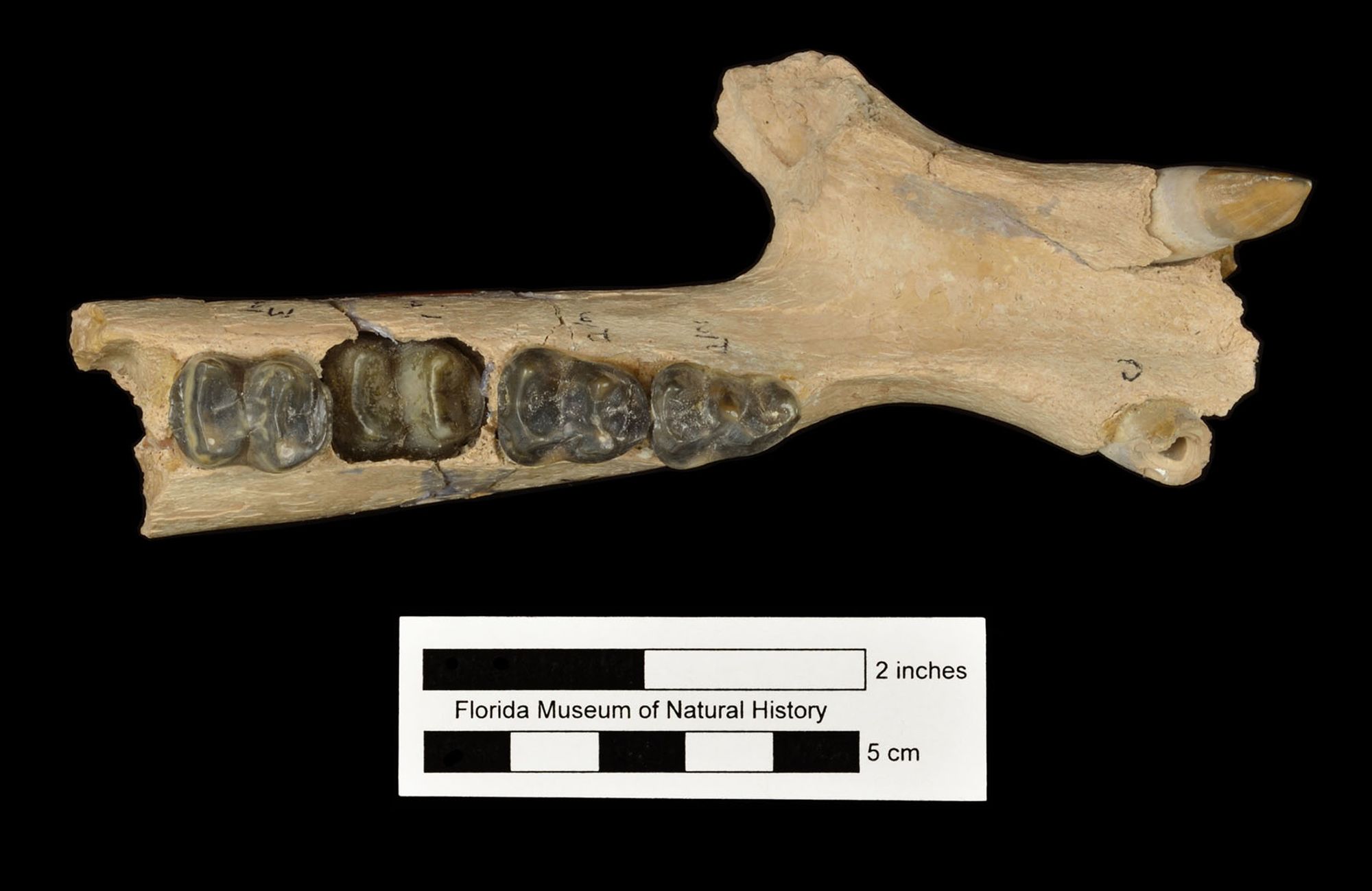 a fossil of a partial mammal lower jaw showing the front with a few lower teeth protruding and one side with several molars in place