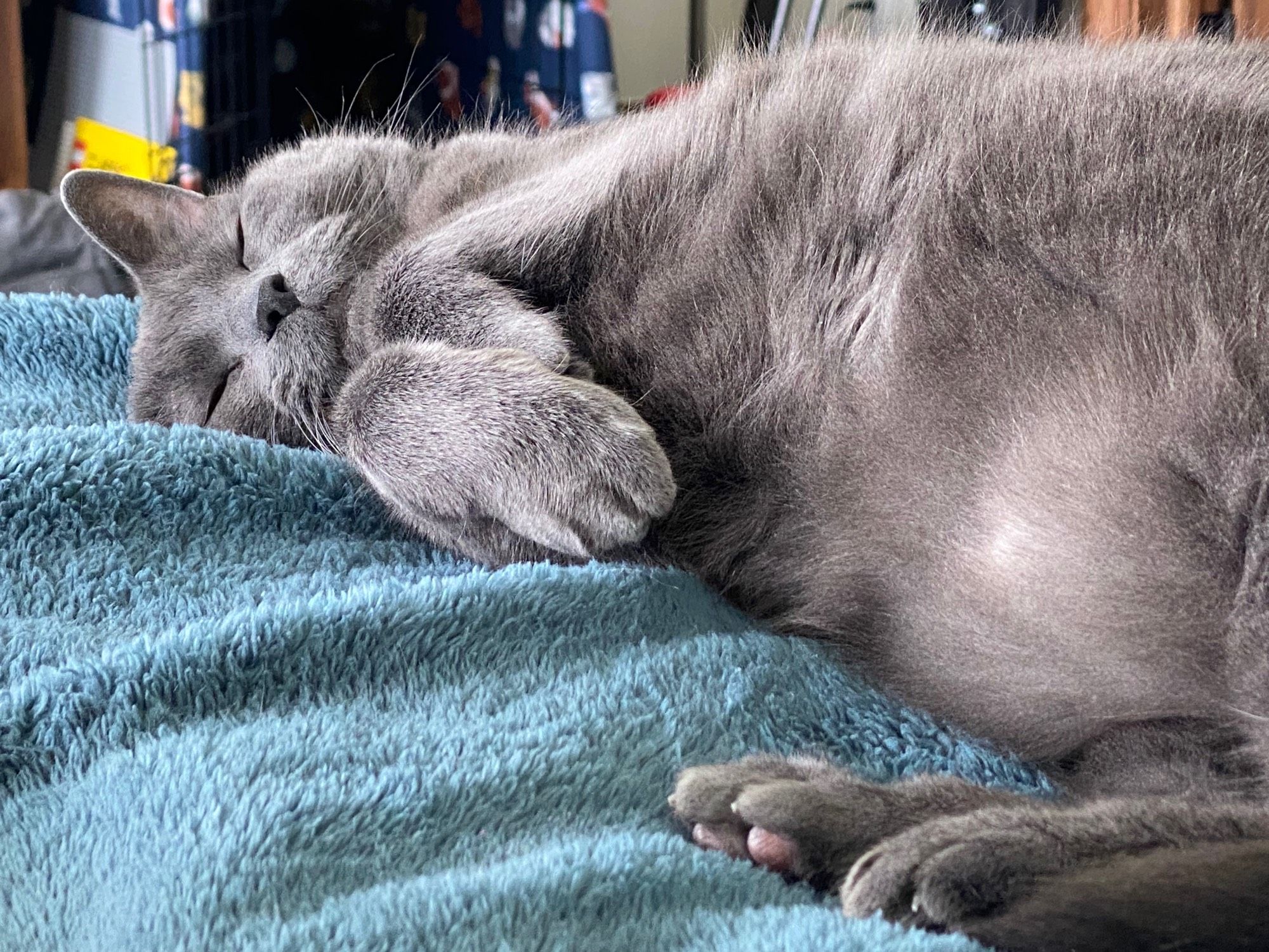 Image description: a gray cat laying on a fuzzy teal blanket. The camera is level to him, and his fluffy little belly is facing it. He's laying on his side and his little front paws are pulled up by his face. His eyes are closed and he looks peaceful. You can see the beans on one of his back feet.