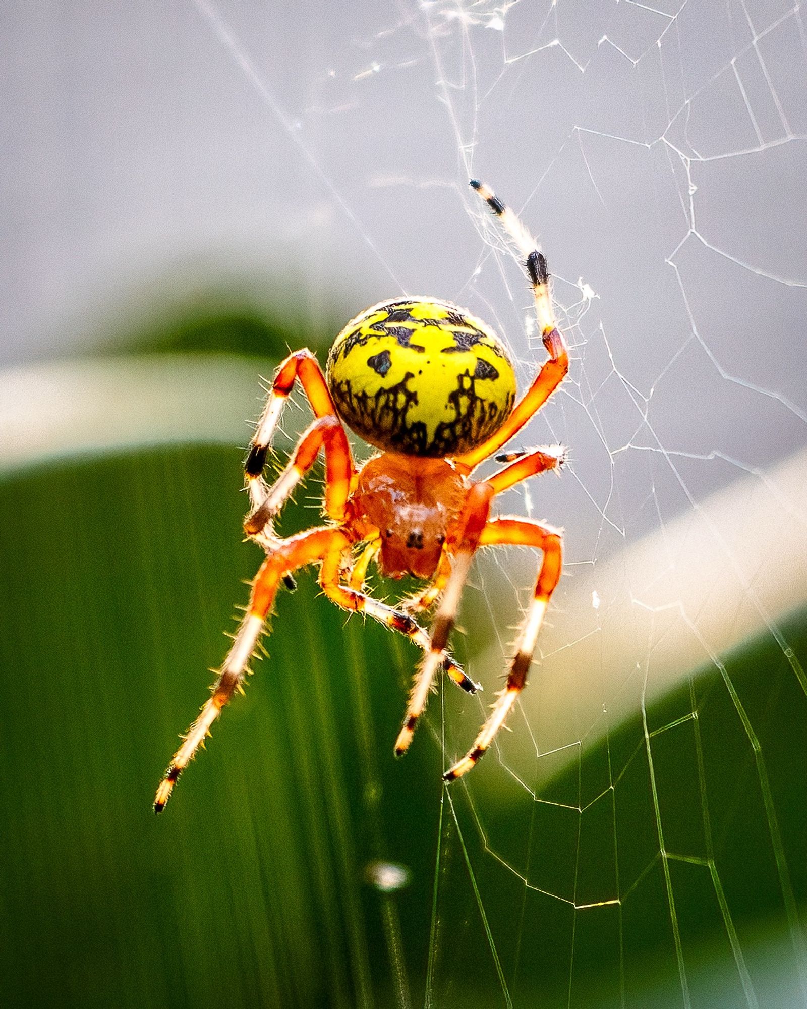 A large, bright spider in her web (she’s wrapping up dinner a few inches below). Orange body, yellow and black abdomen, black, white, and orange striped legs
©️DTL, 2024