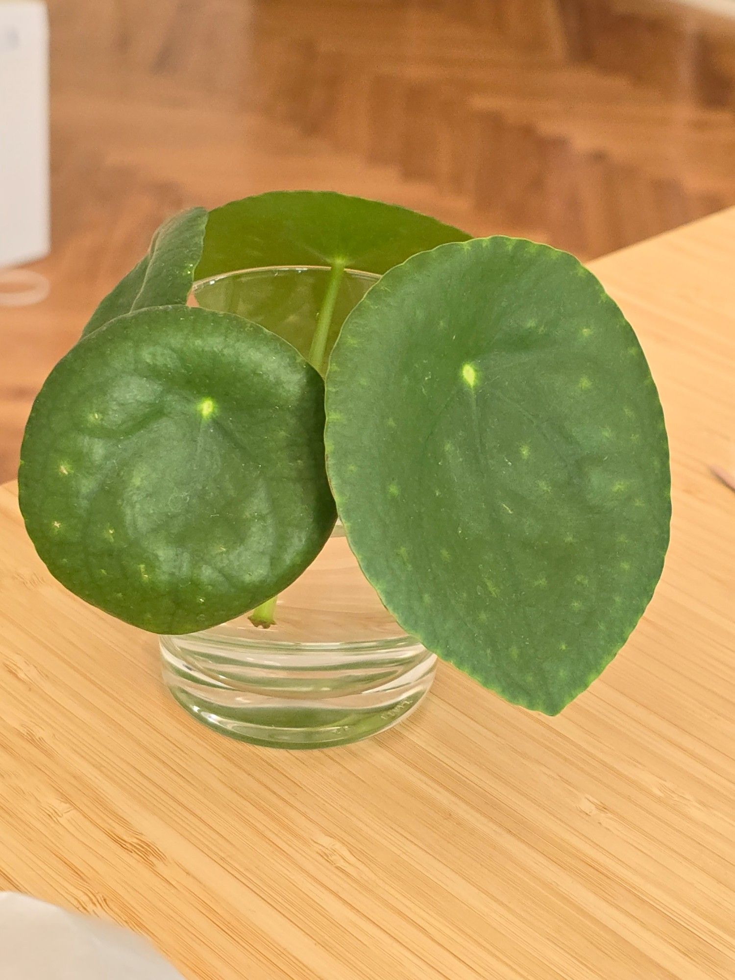 4 leaves in a glas