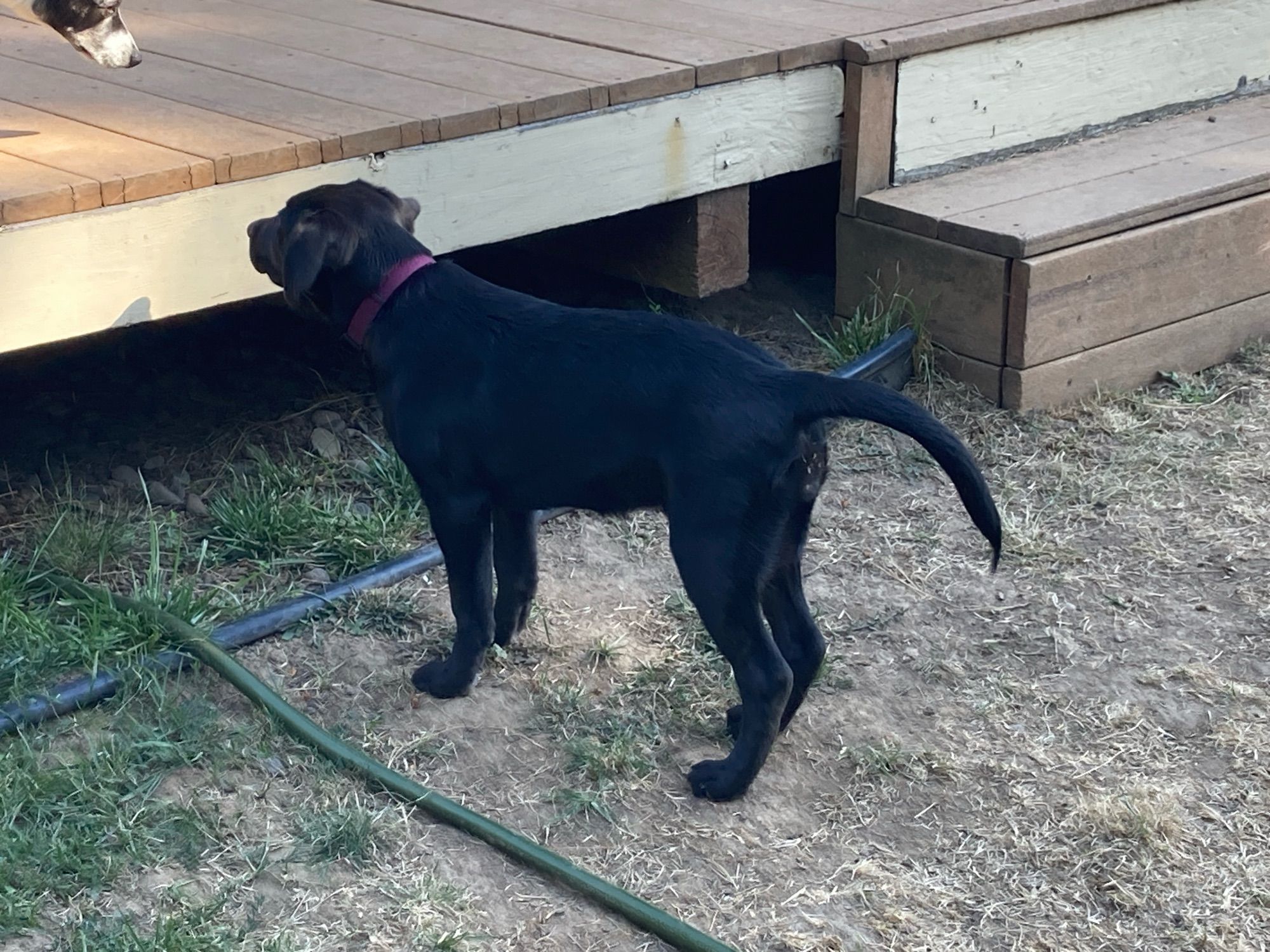 Black puppy standing next to a deck.