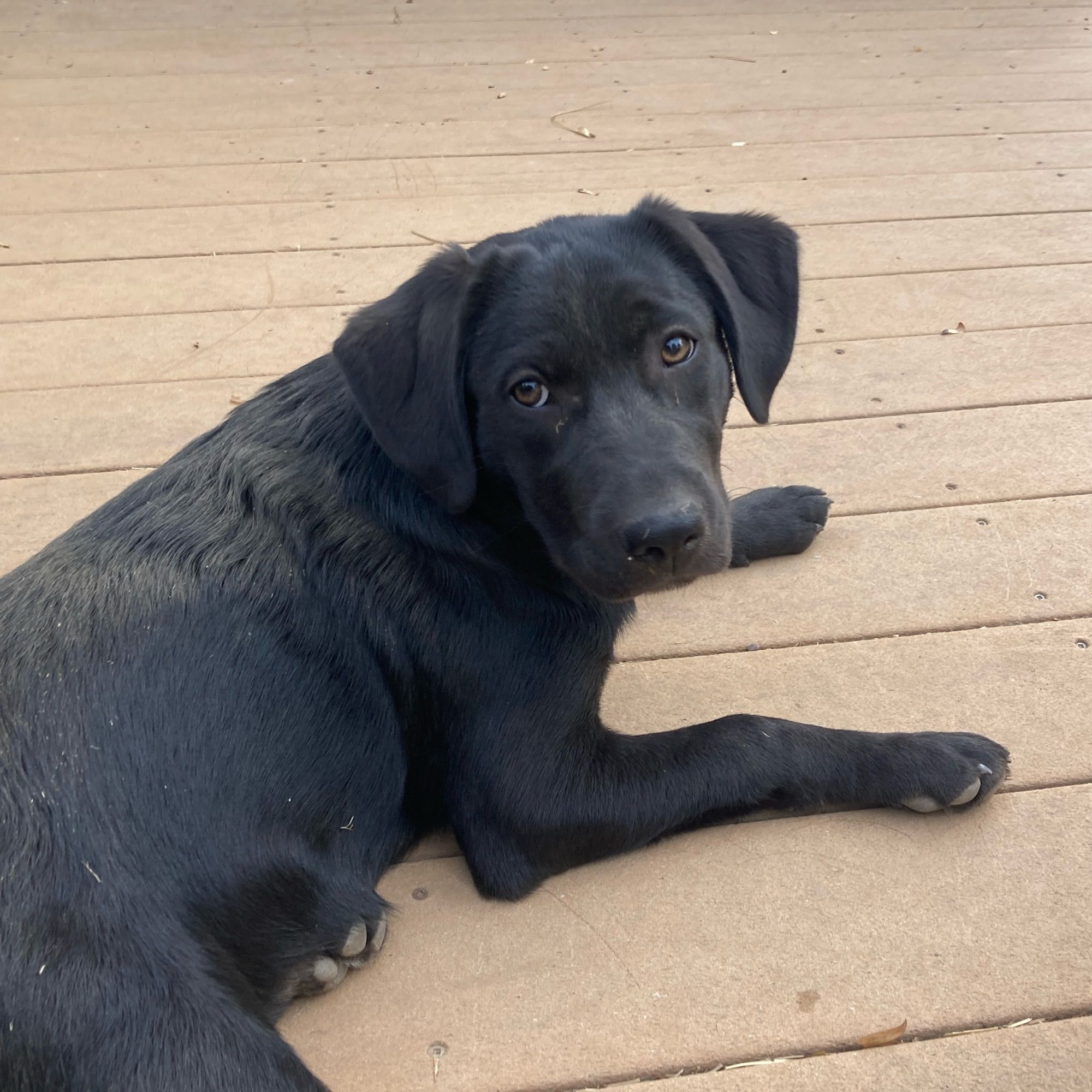 Black puppy, laying outside on a deck.