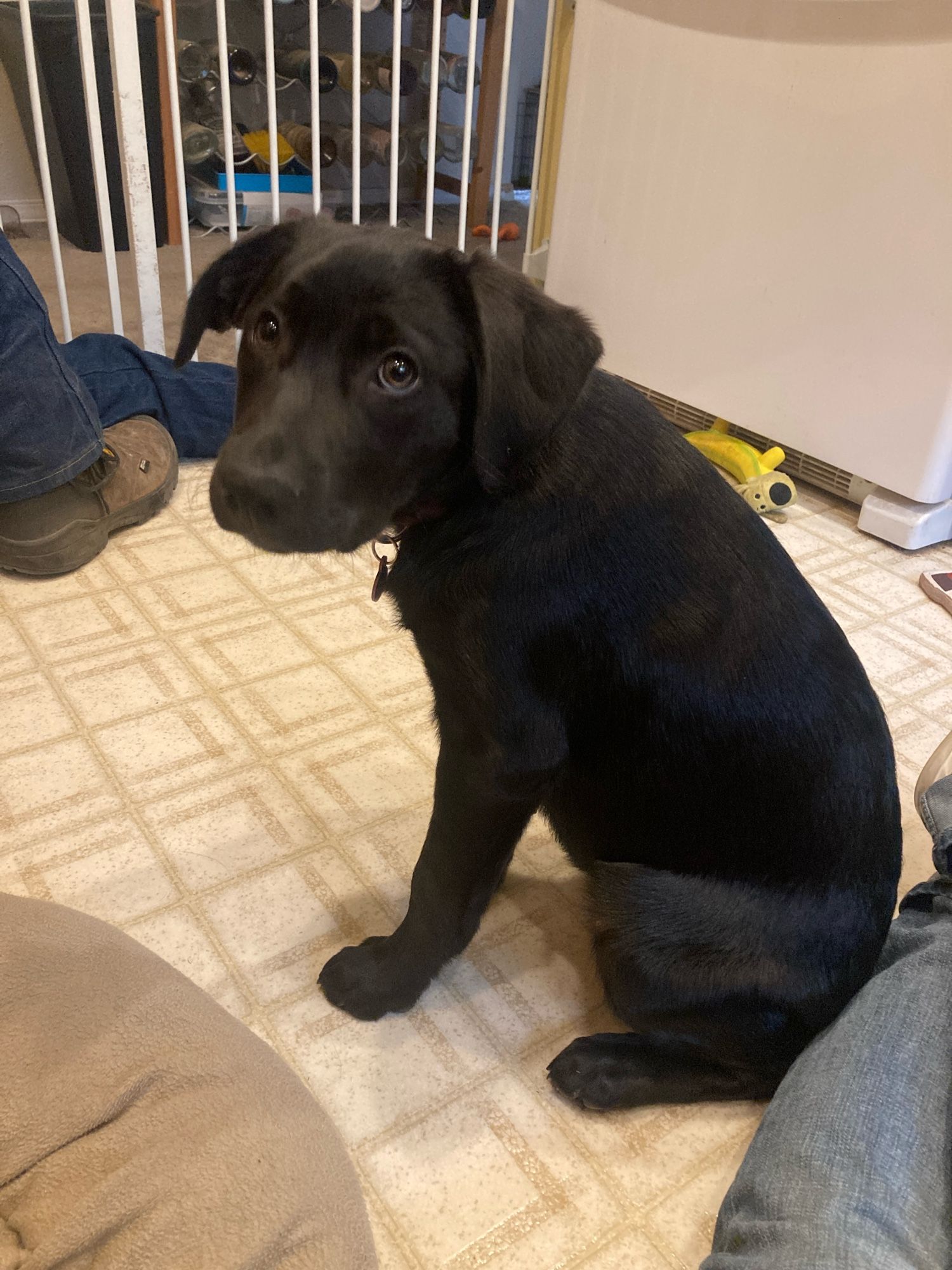 Smallish black puppy, sitting.