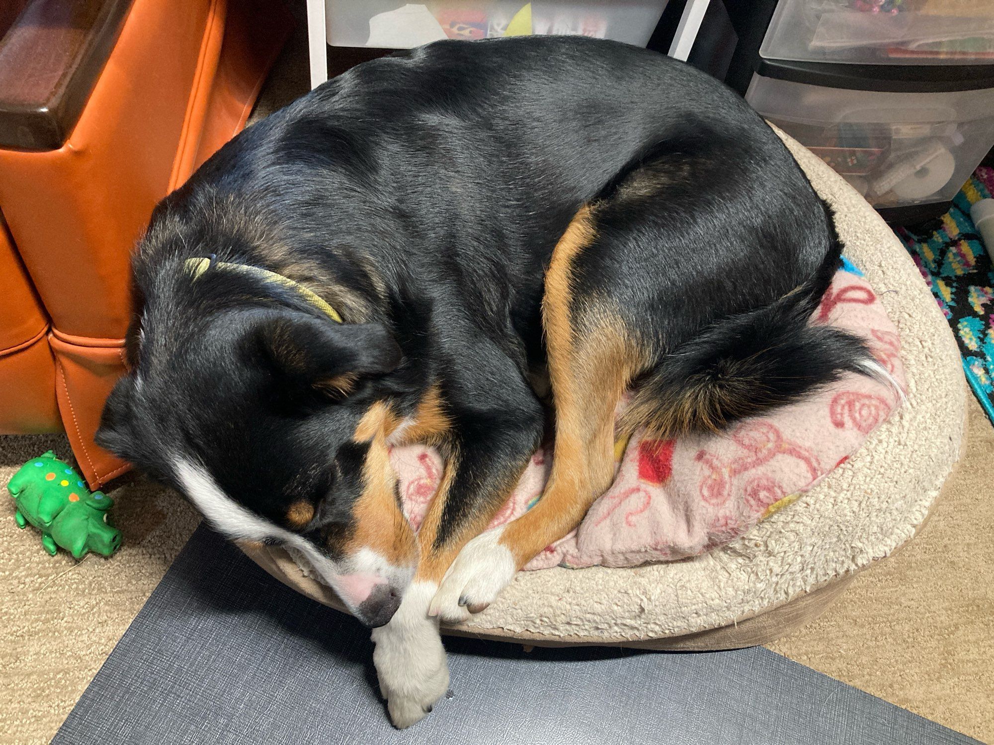 Medium dog sleeping in a bed meant for a smaller one.