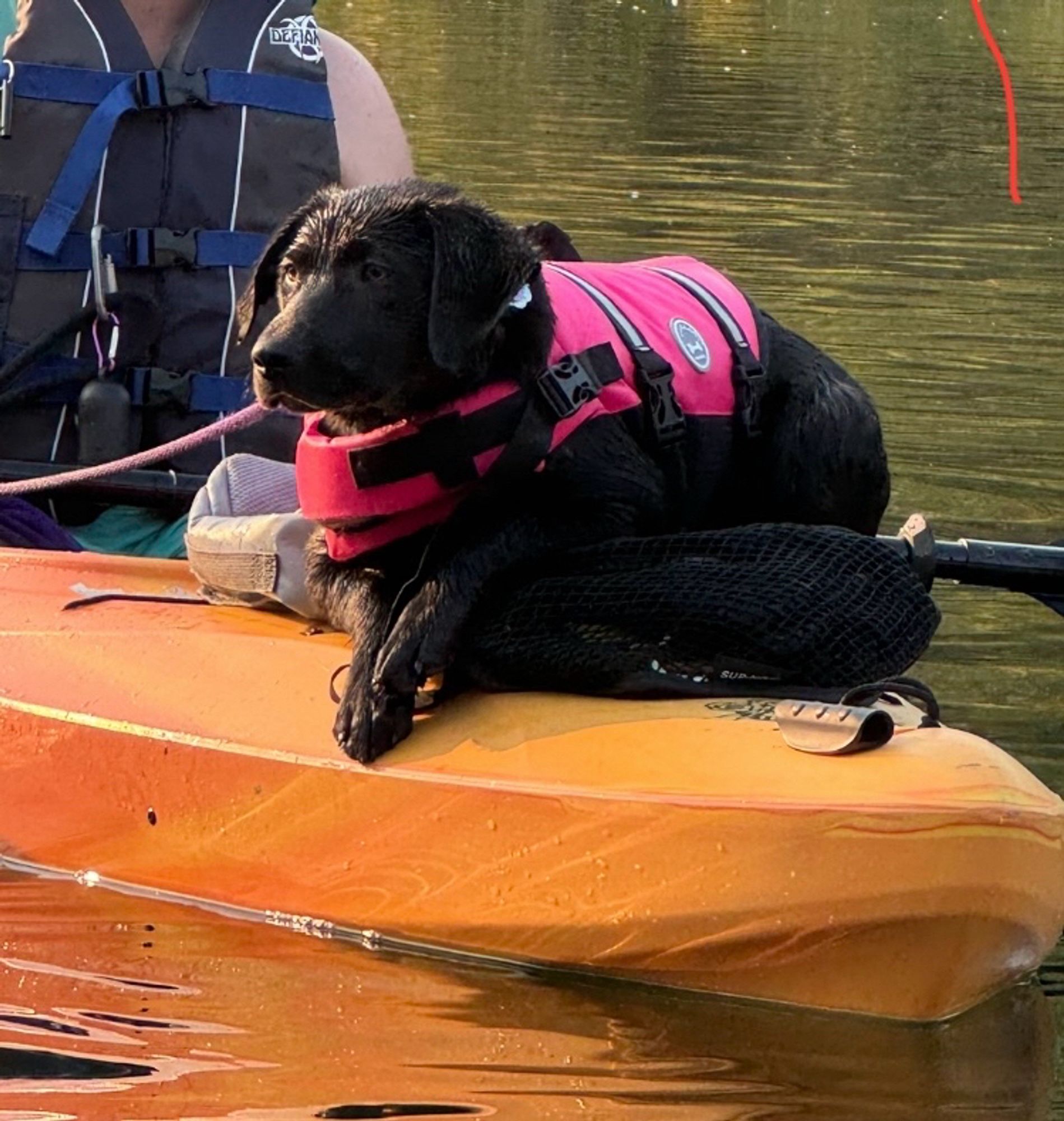 Black puppy in a pink life jacket, balanced on the nose of an orange kayak.