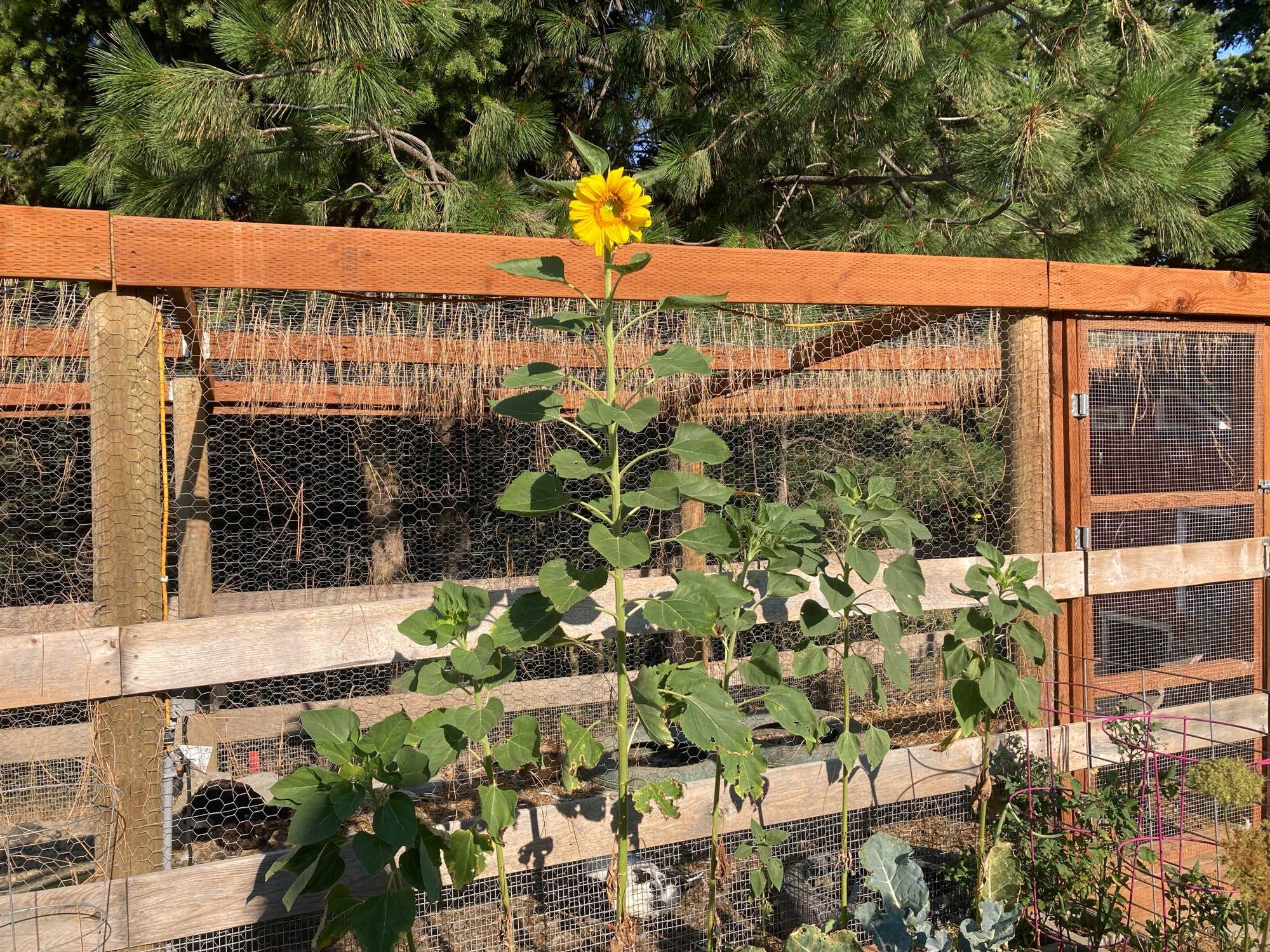 Plants, with a single blooming sunflower in the center.