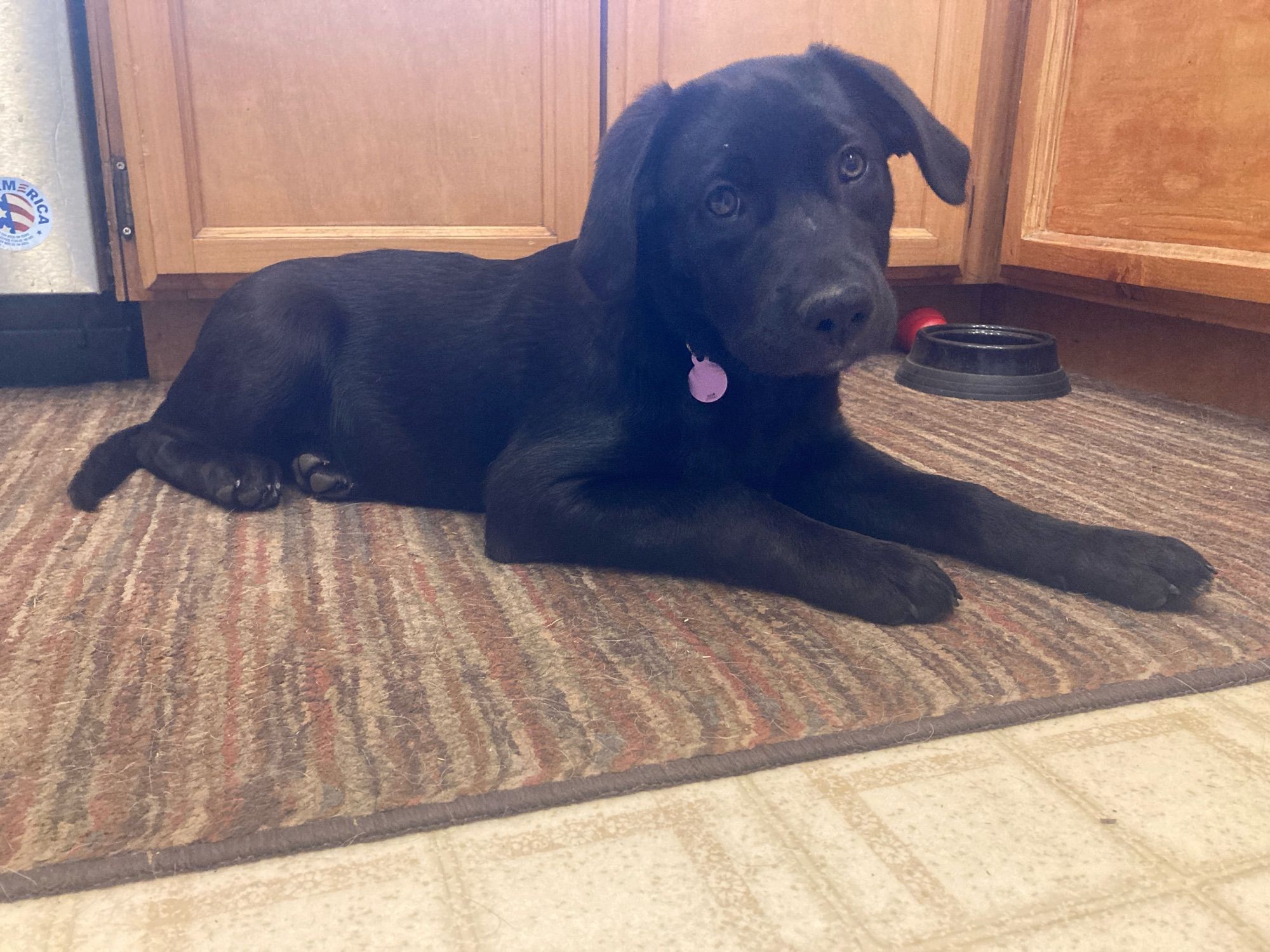 Black puppy, laying on a kitchen floor.