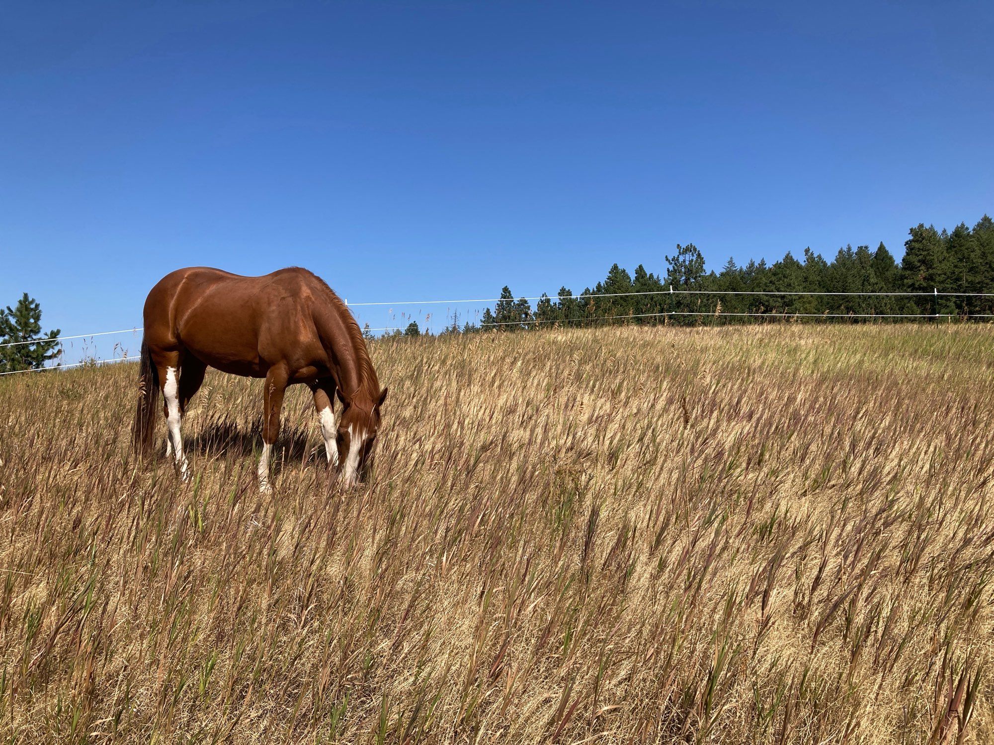 Chestnut horse, grazing in a field.