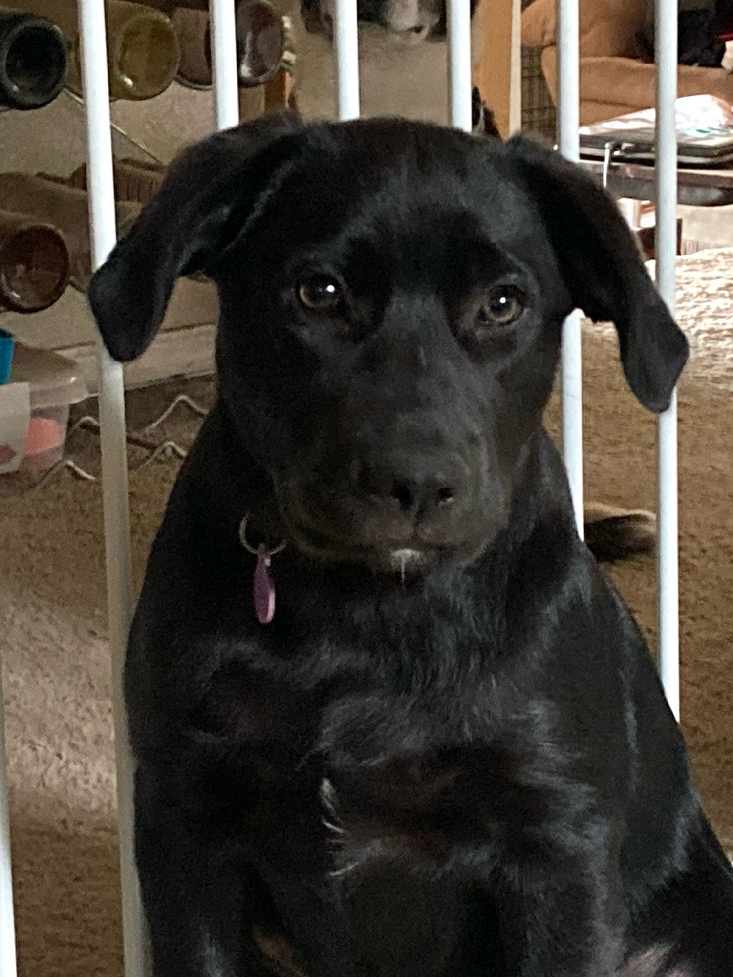 Small black puppy, sitting.