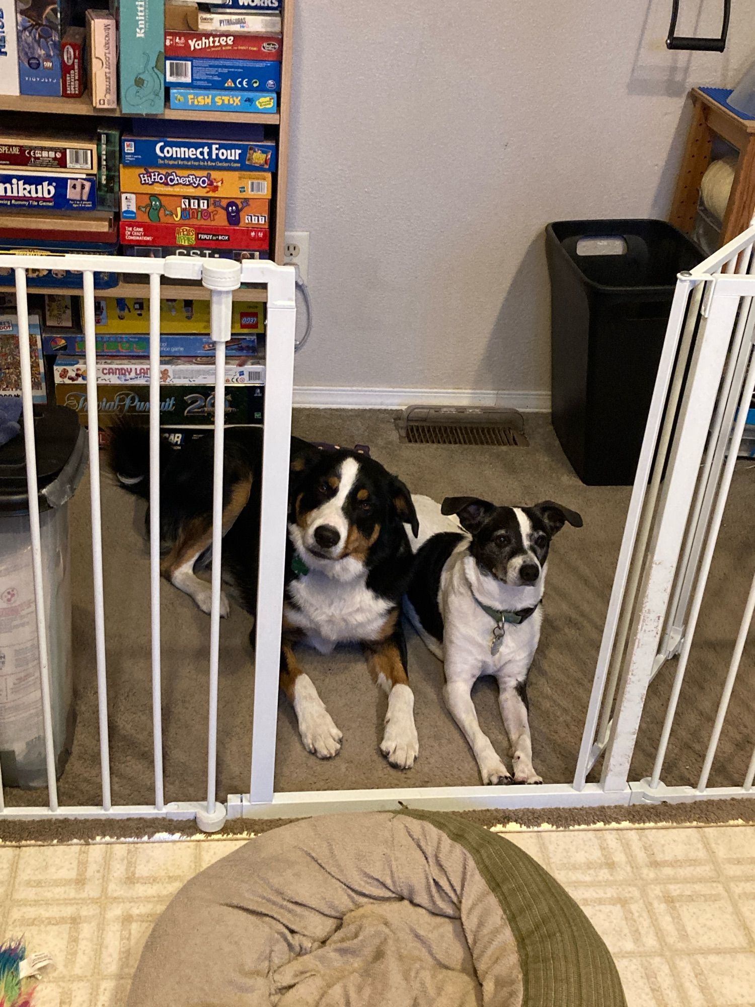 Two dogs, very carefully laying OUTSIDE the baby gate, waiting for dinner.