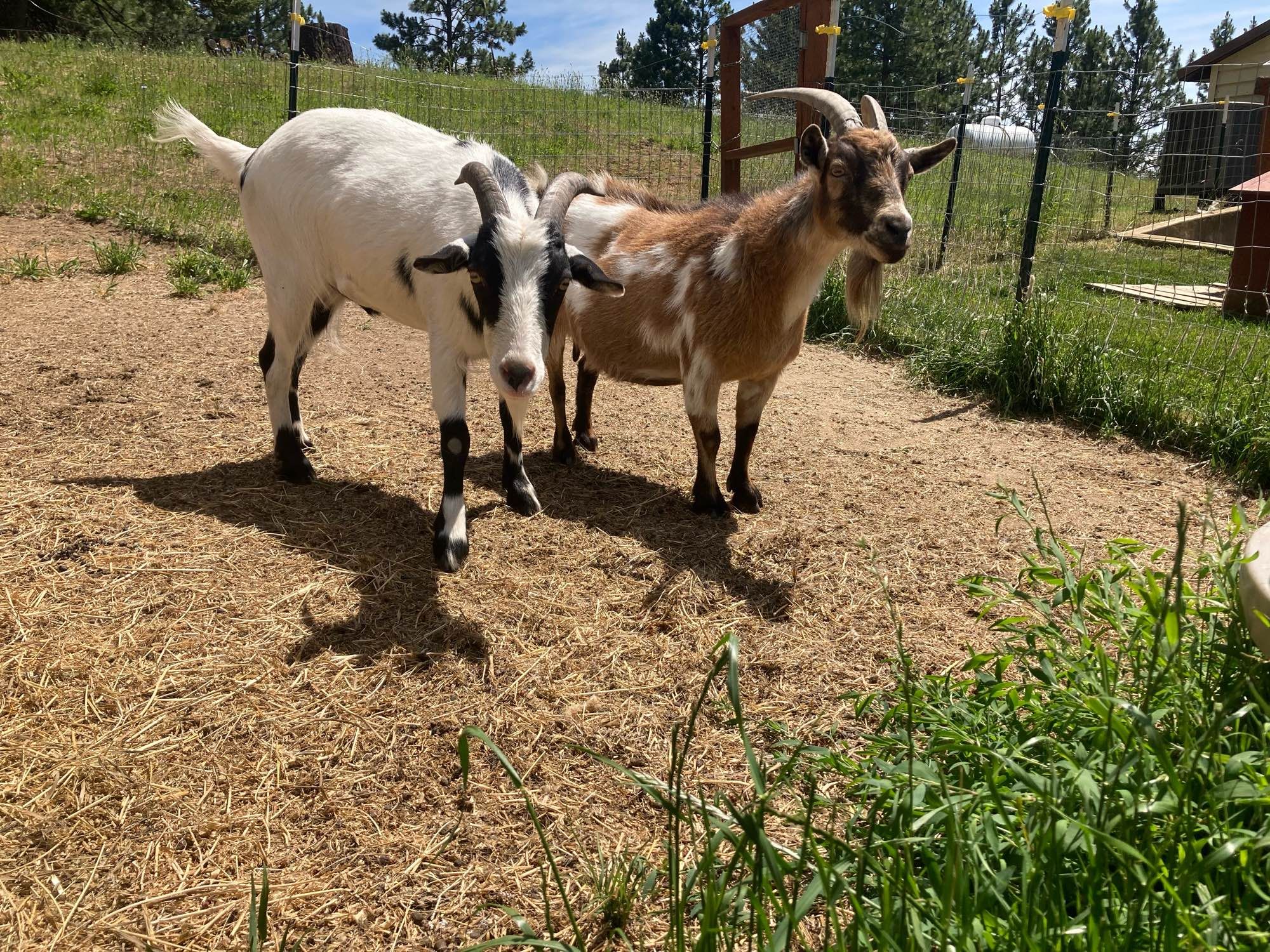 Two small goats, being suspicious of the camera.