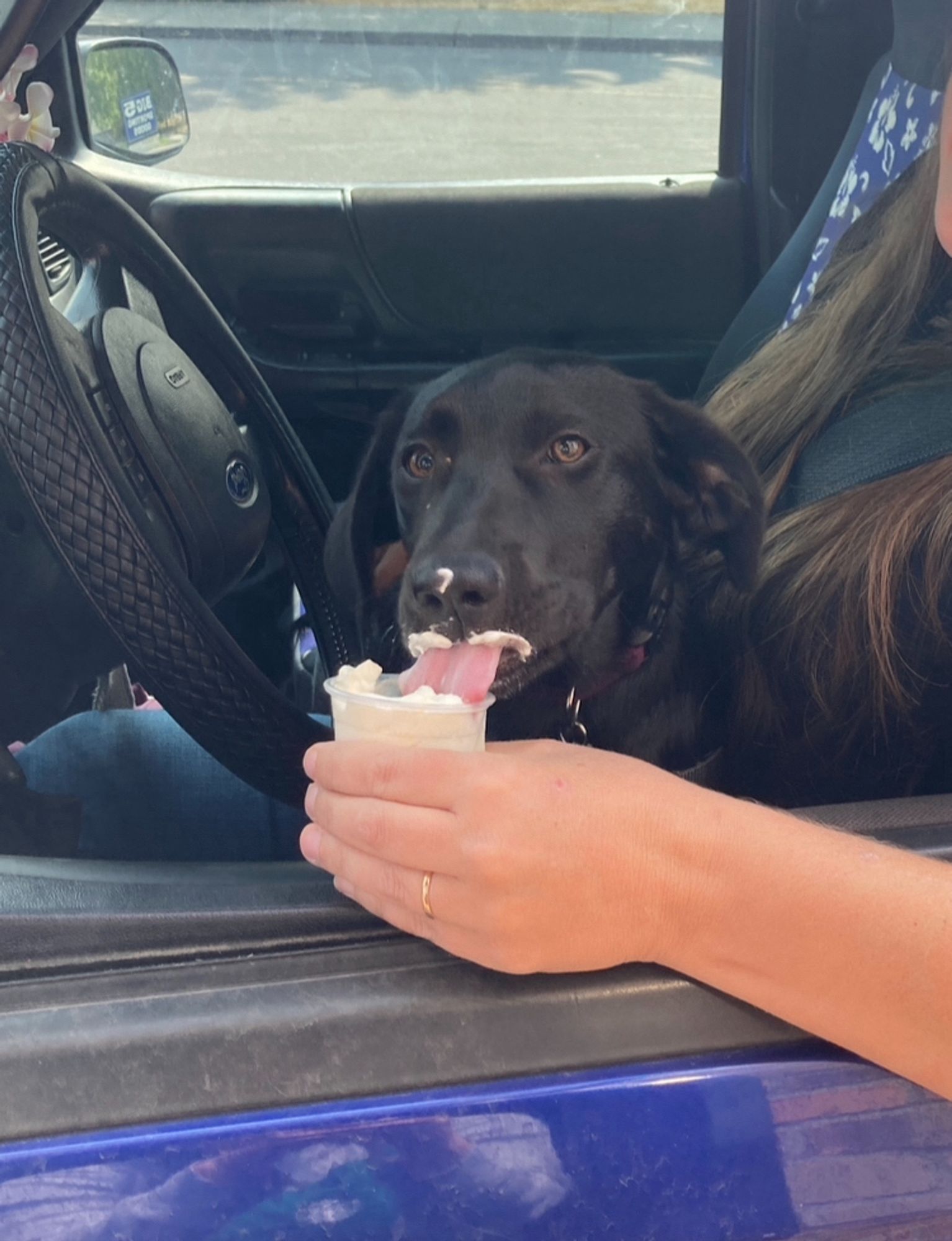 Black puppy, licking whipped cream out of a tiny cup.