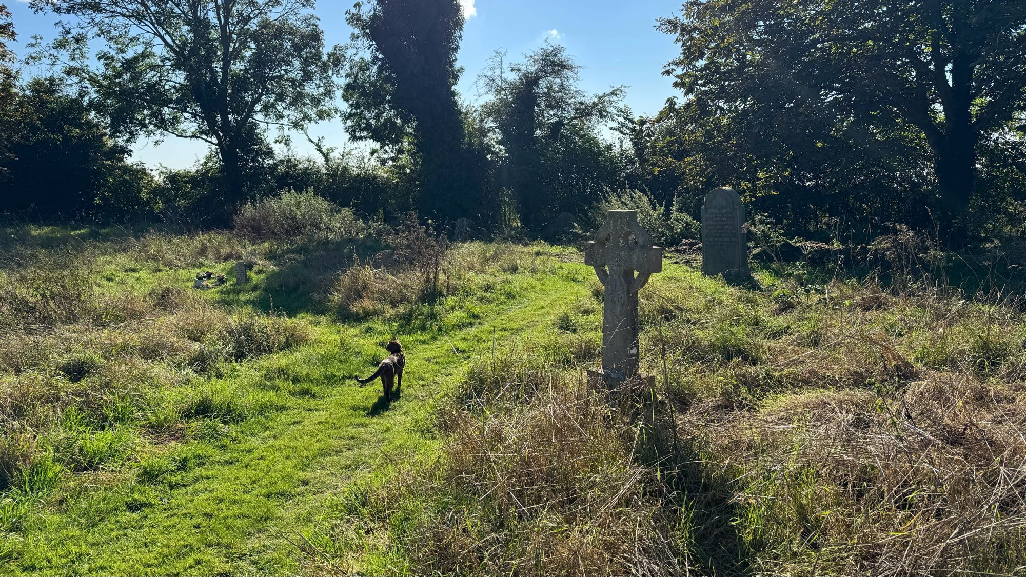 An orange cat with black spots walking away from the camera through a graveyard