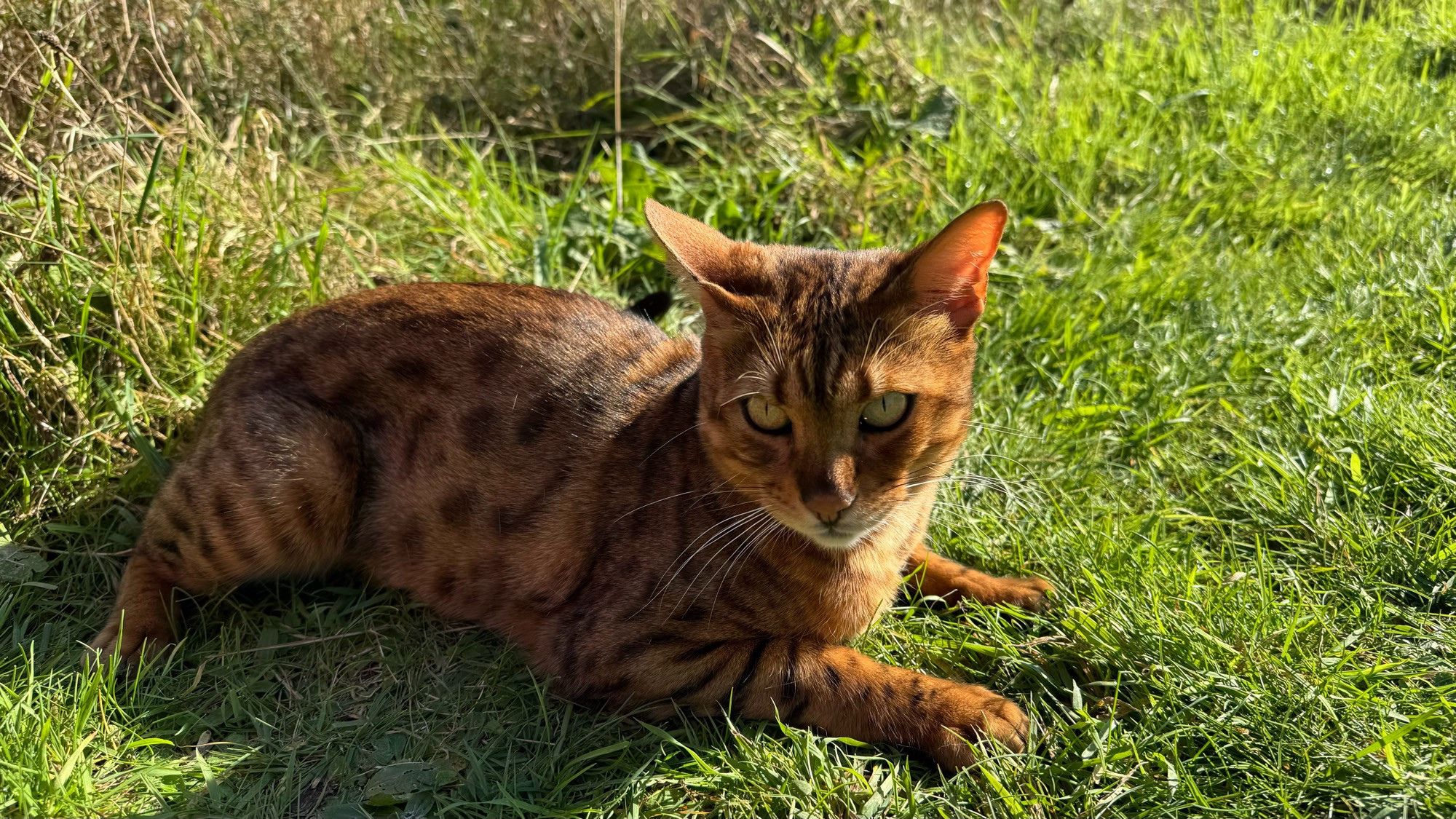 An orange cat with black spots sitting on grass looking at the camera