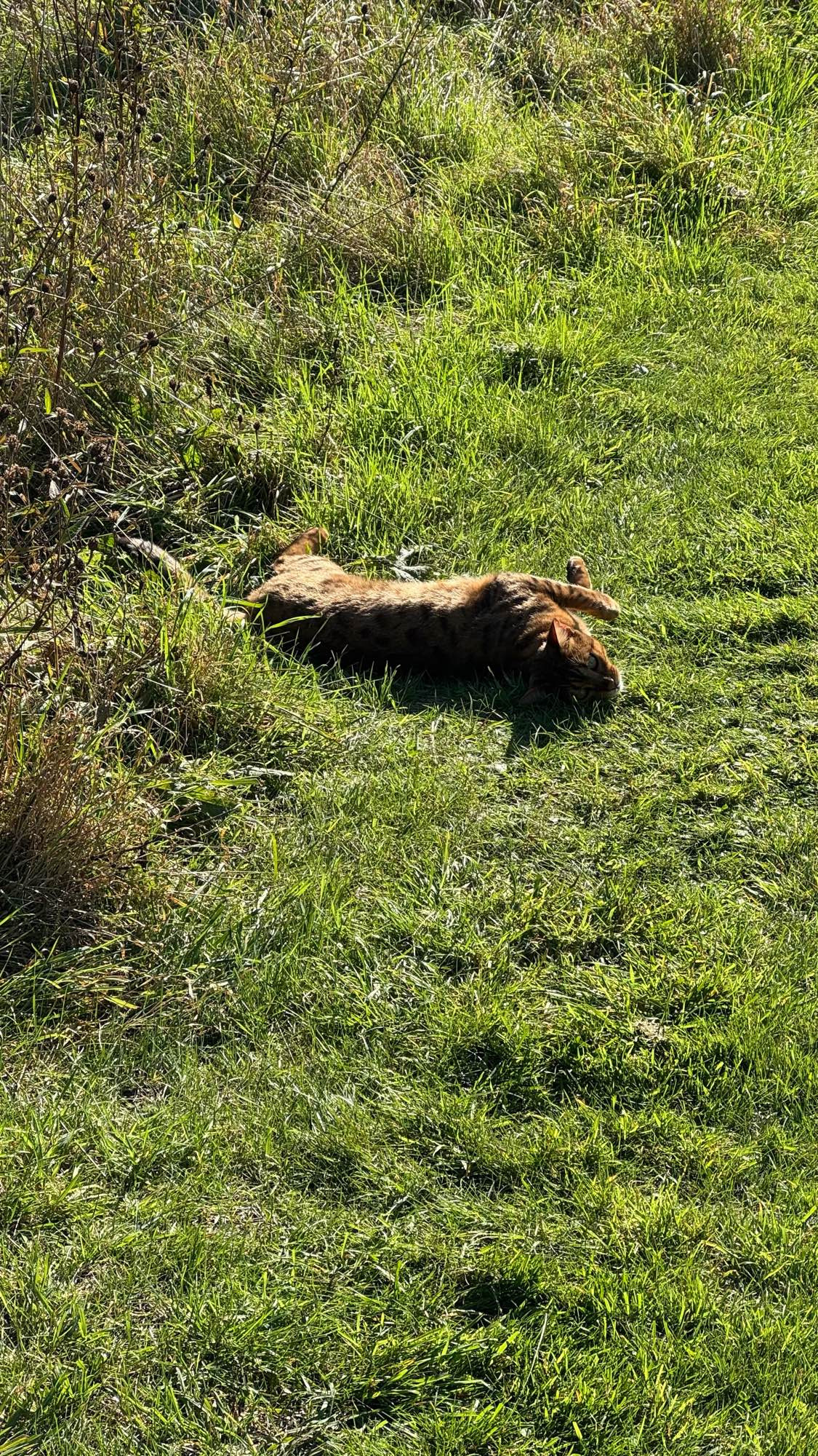 An orange cat with black spots lying on the ground looking for pets. This is a trap