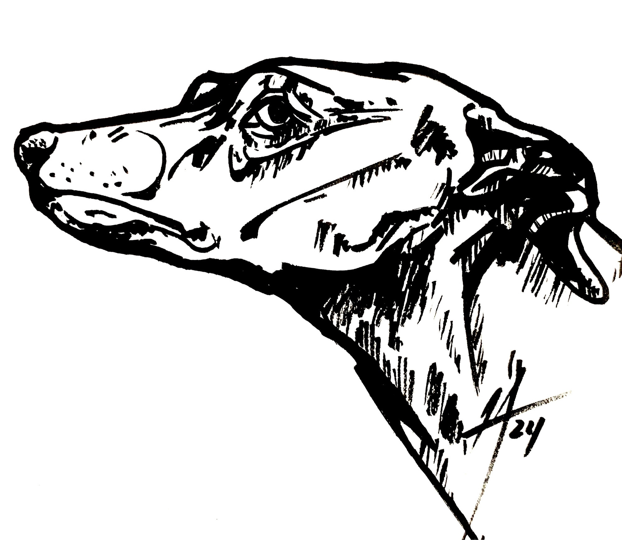 Illustrative bust of a greyhound dog, drawn with ink