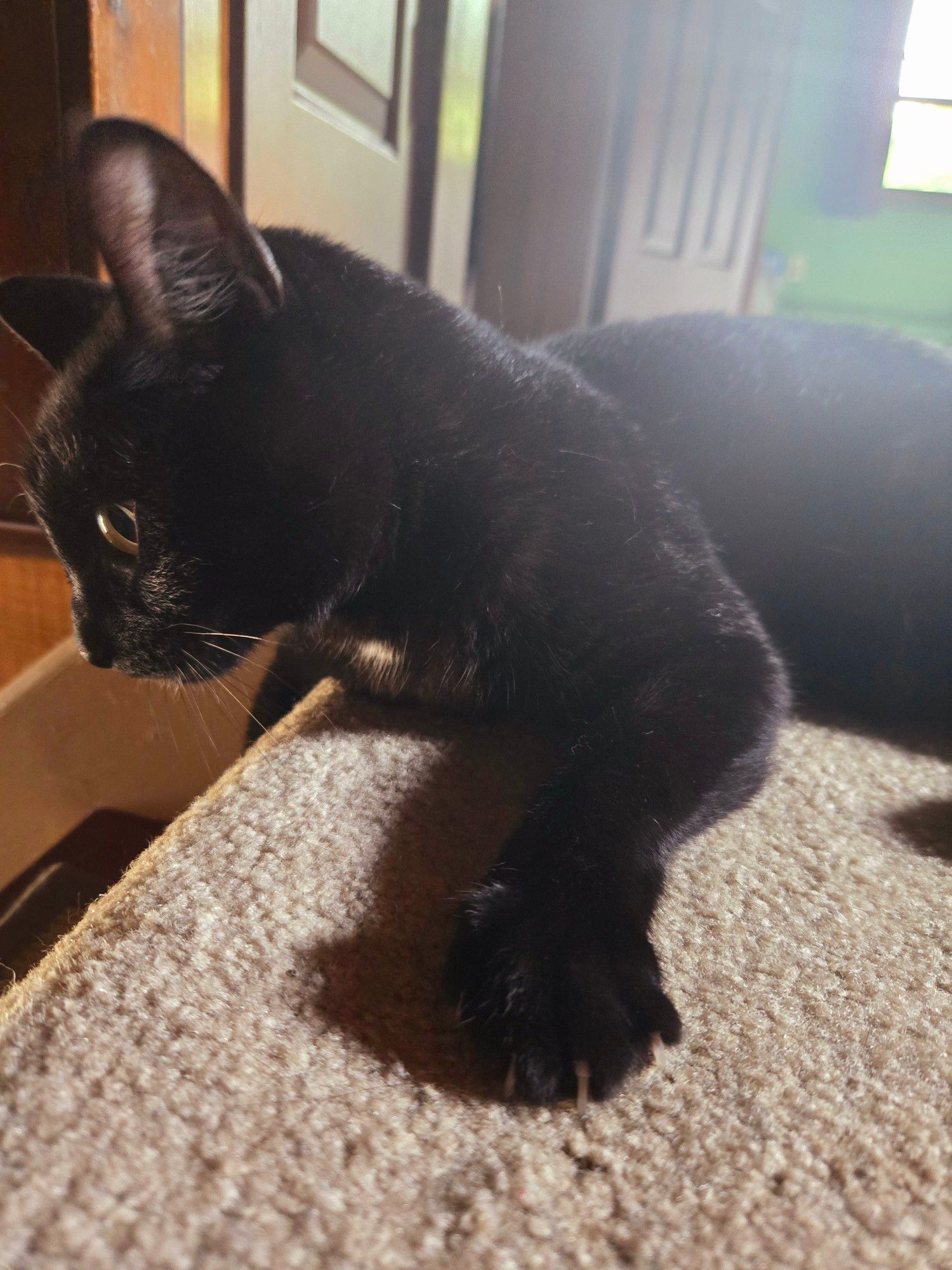 Close-up of a small black cat hugging the floor