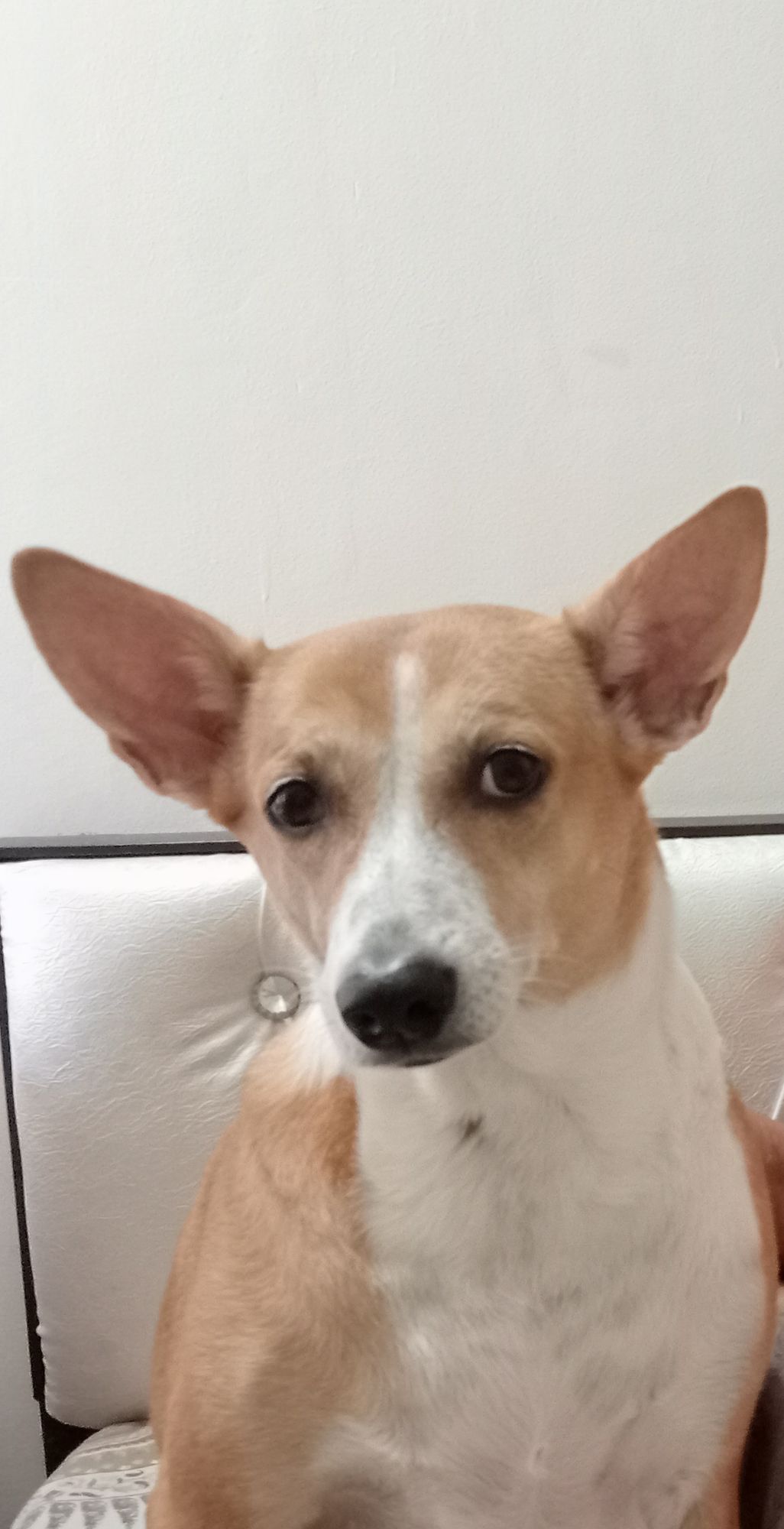 A brown and white indie dog Mira sits on the bed looking at the camera with a bemused expression. Her ears are slanted to the sides in a way that makes her entire face look like a triangle