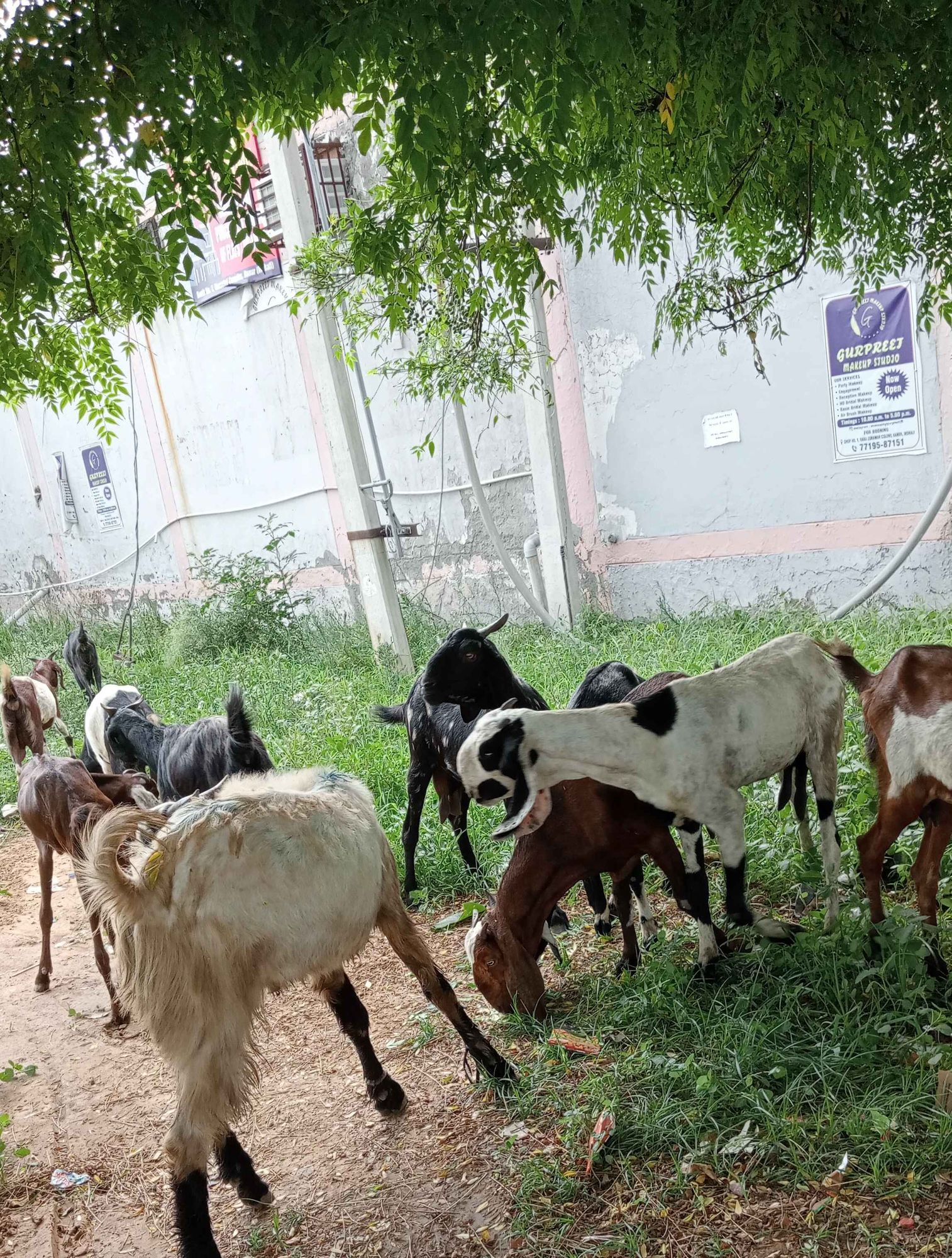 A flock of goats graze near a wall. The goats are brown, white, and black.