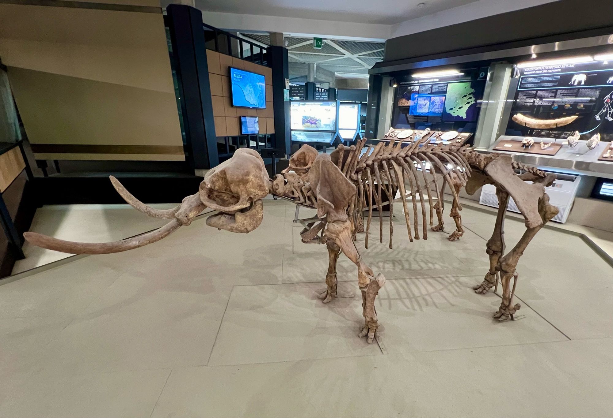 Skeleton of a Dwarf Elephant. These were found in Sicily 300-500,000 years ago. Seen in the Museo Archeologico Paolo Orsi in Siracusa.