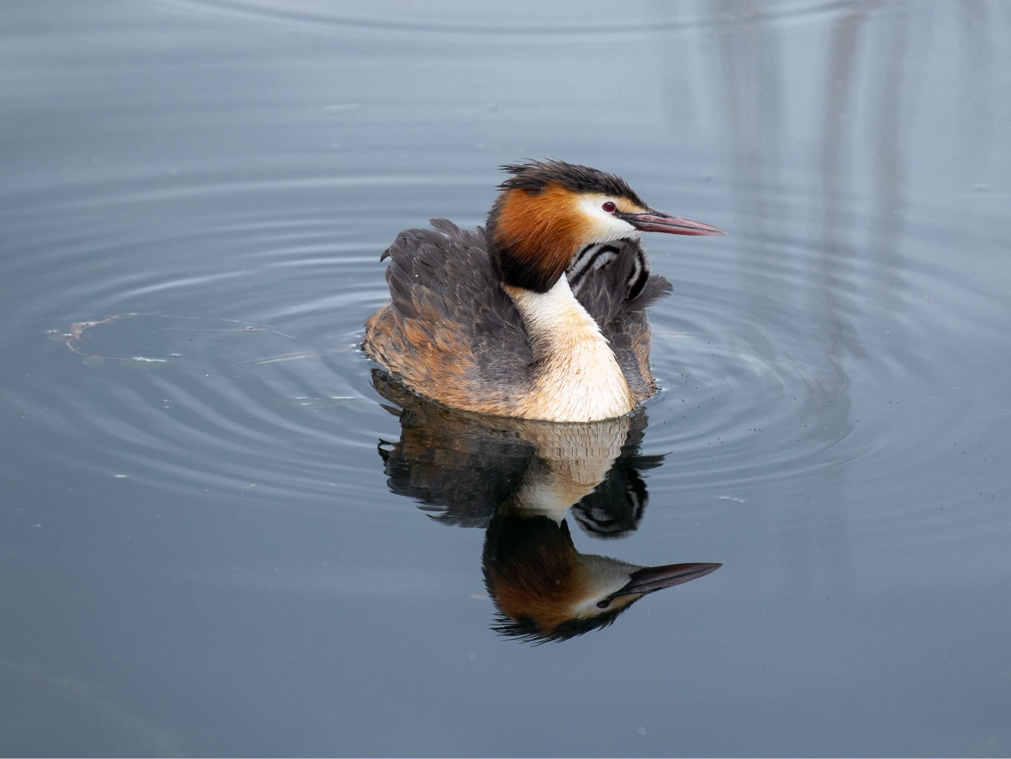 A Great Crested Grebe and its reflection in a still pond, surrounded by ripples, with a chick on its back.