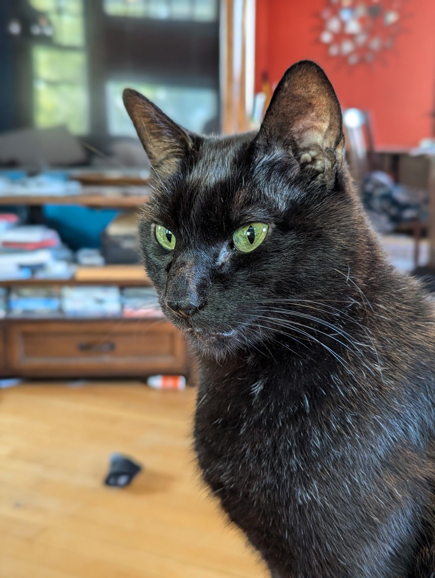 my (mostly) black cat, occam